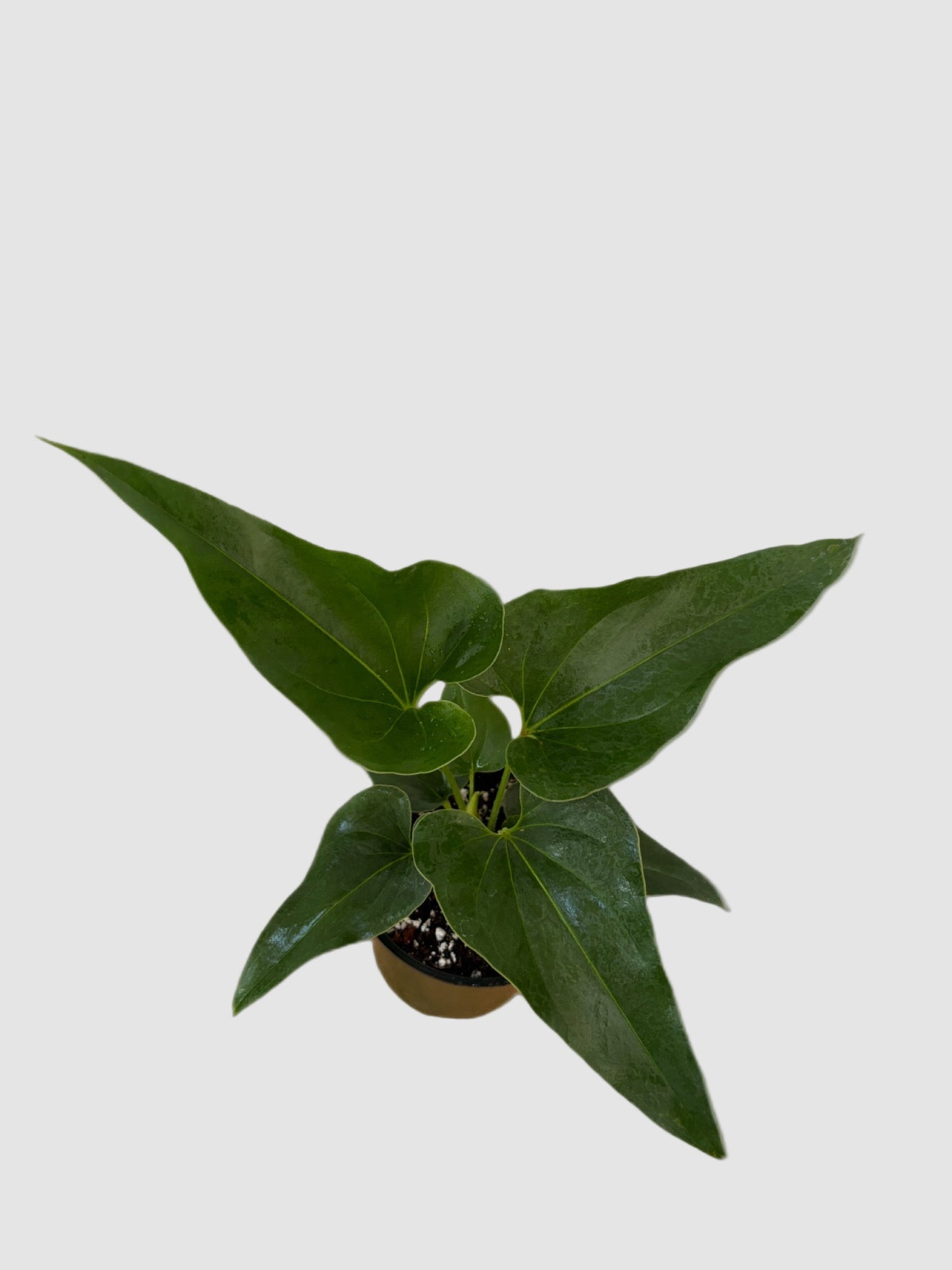 Anthurium Corong x Villenaorum – Rare Hybrid Collector Plant