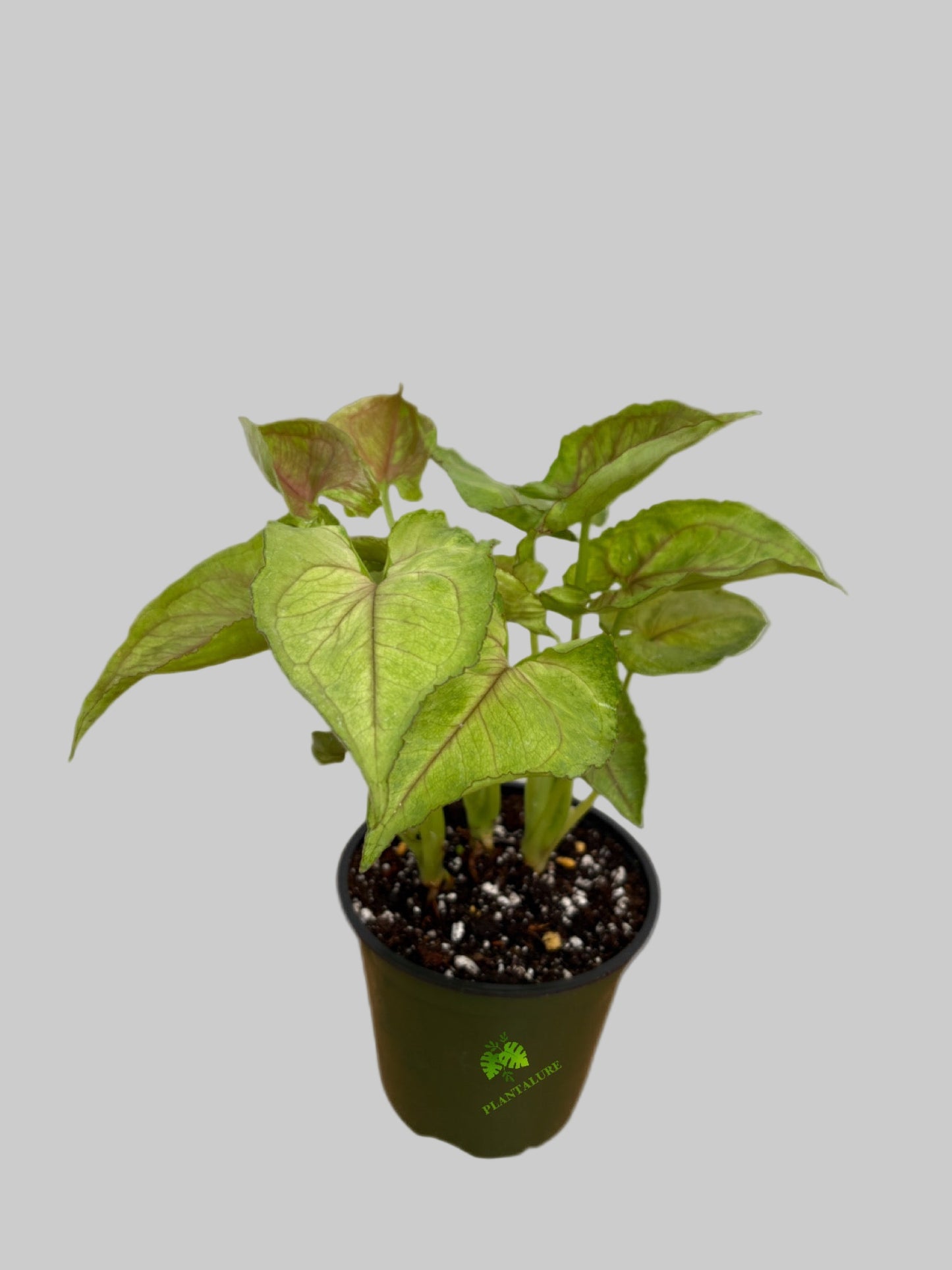 Syngonium Kiwi Delight