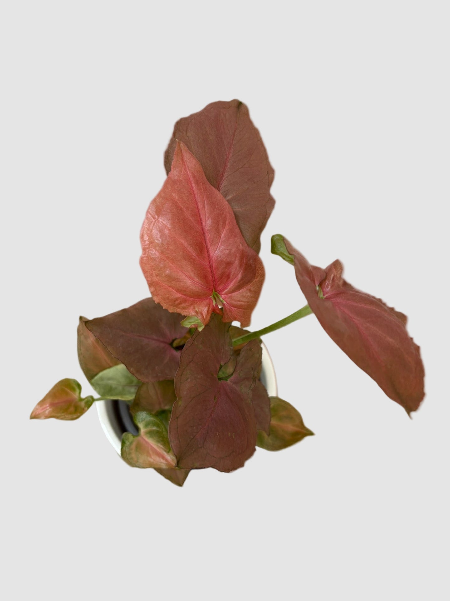 Syngonium Pink – Pink Arrow Plant