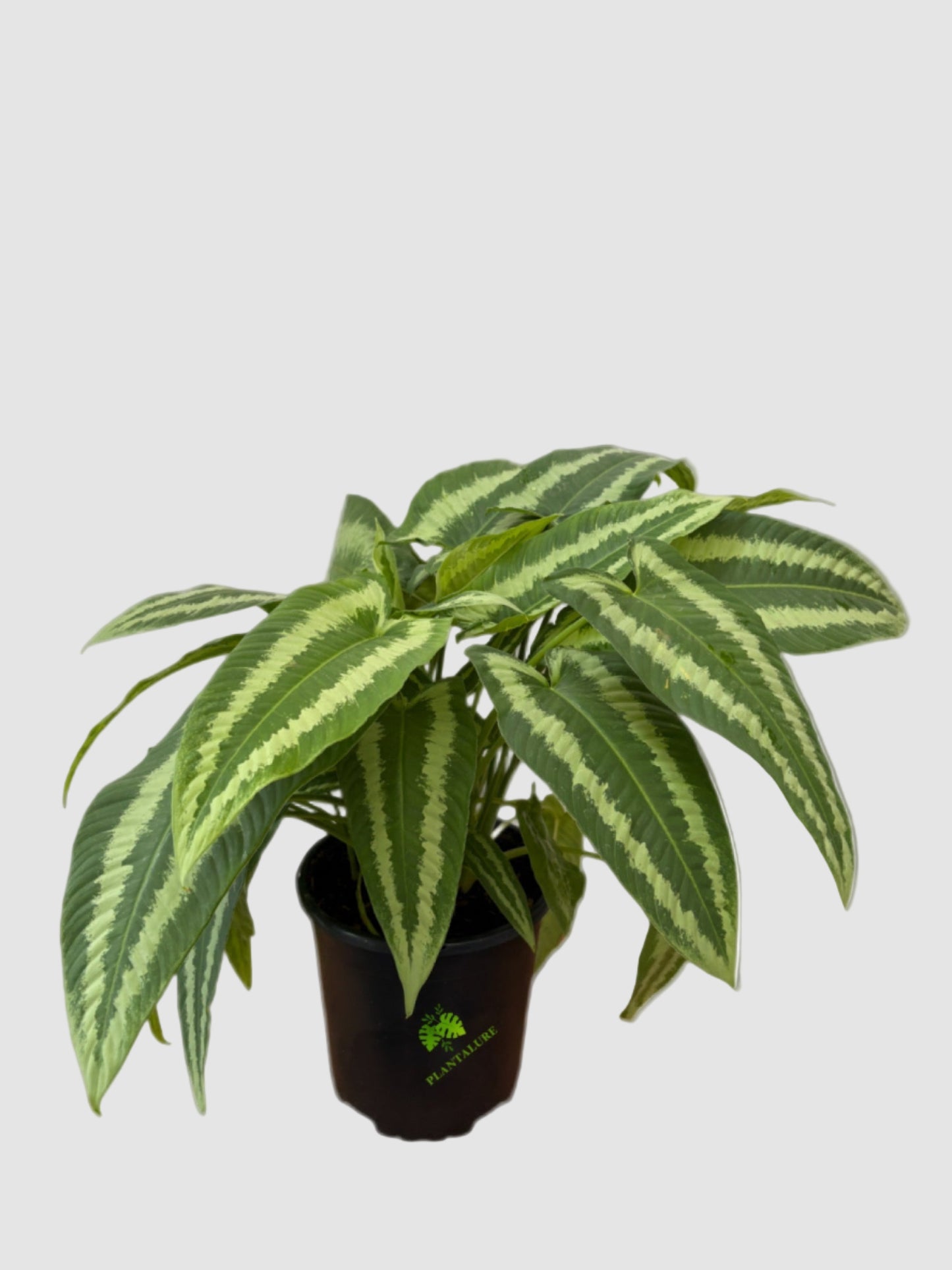 Schismatoglottis Wallichii