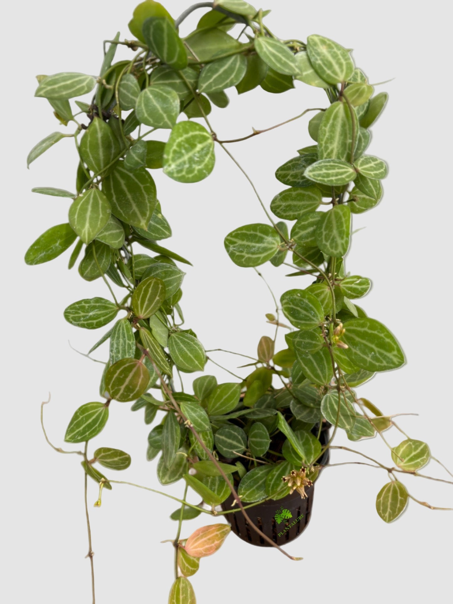 Hoya Dischidia Ovata