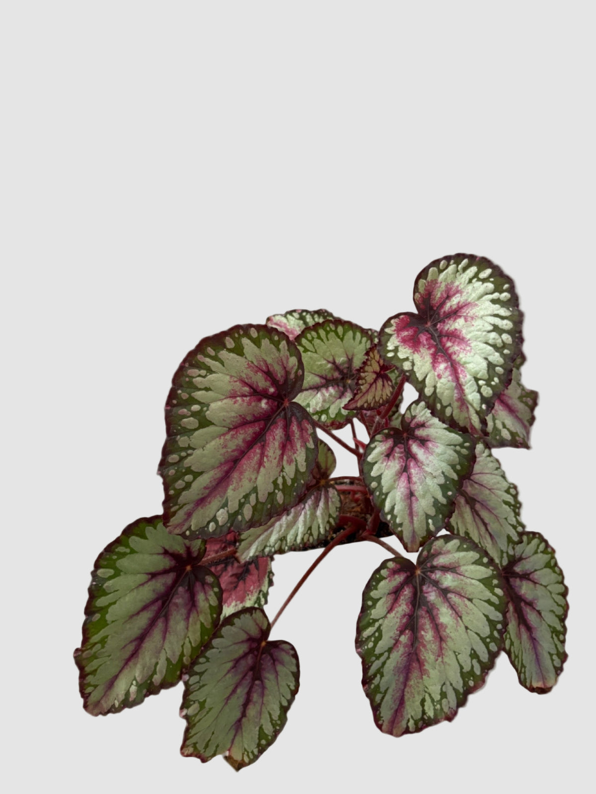 Self-Watering Pot