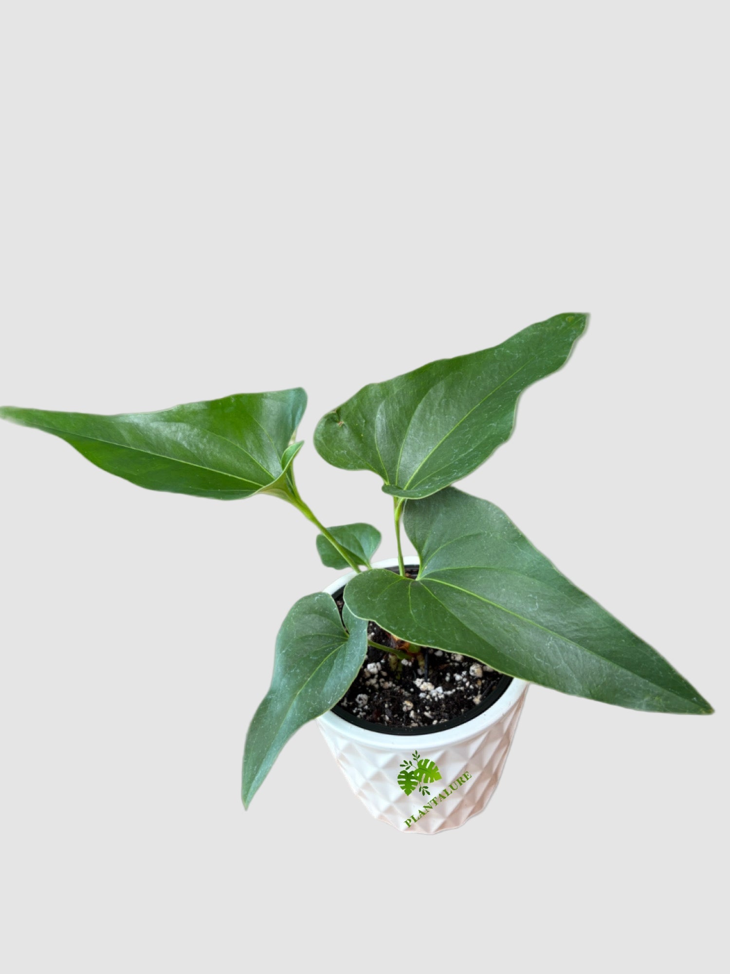 anthurium canada Anthurium Corong x Villenaorum | Rare Anthurium Canada