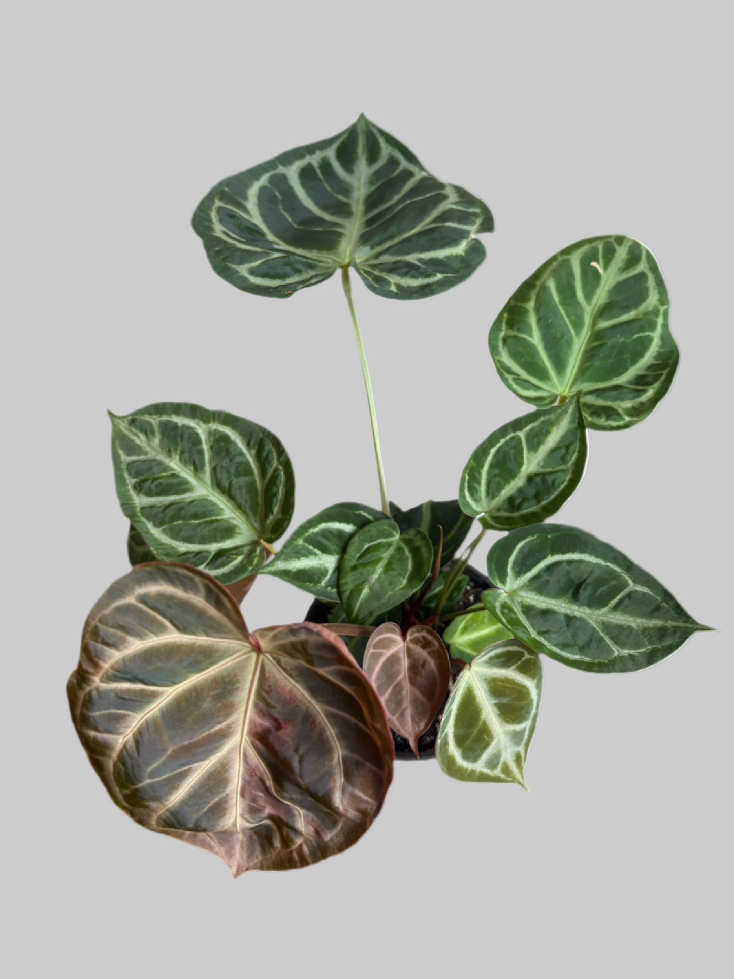 Anthurium Dorayaki Magnificum