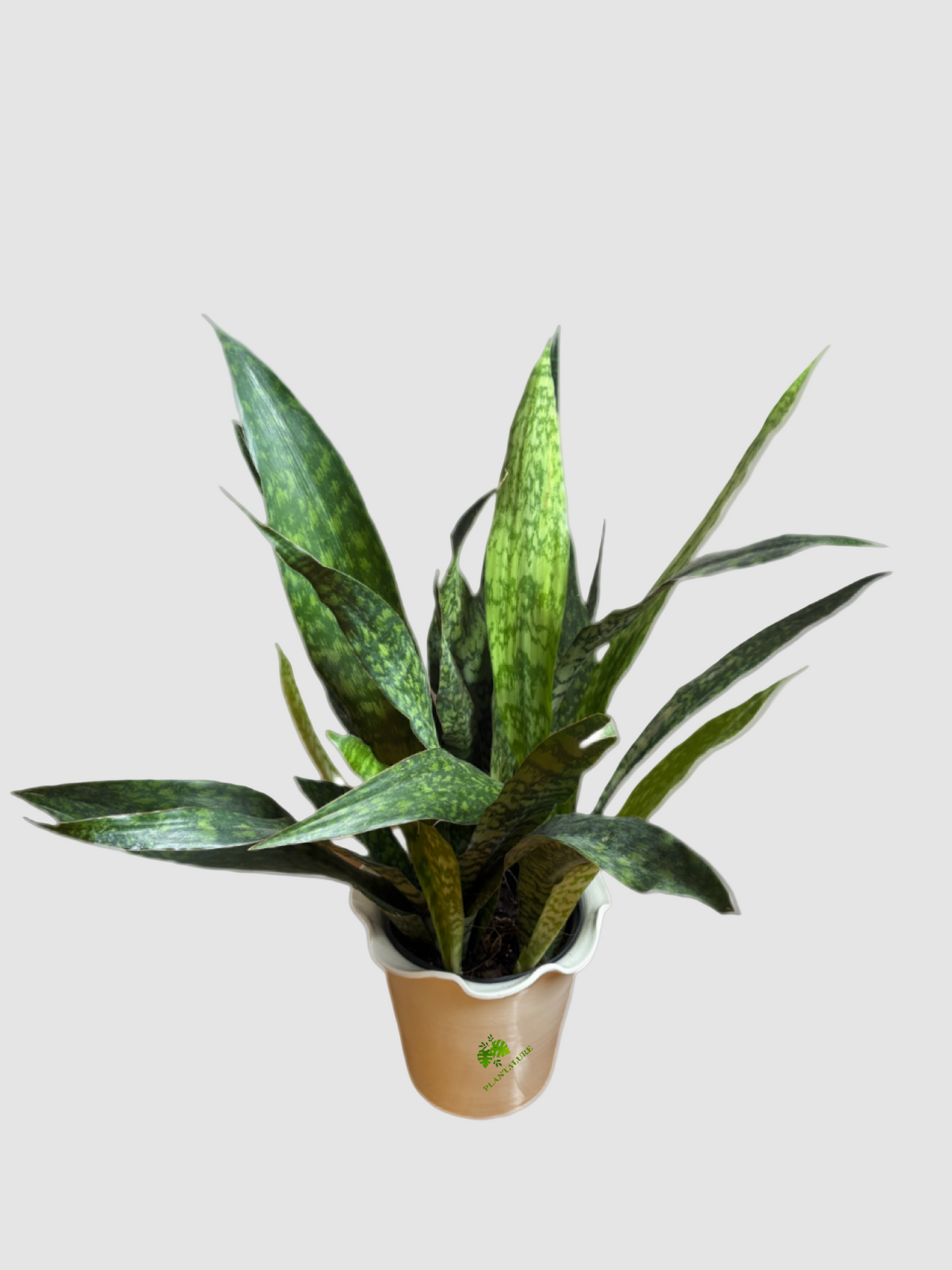 Sansevieria Jabao