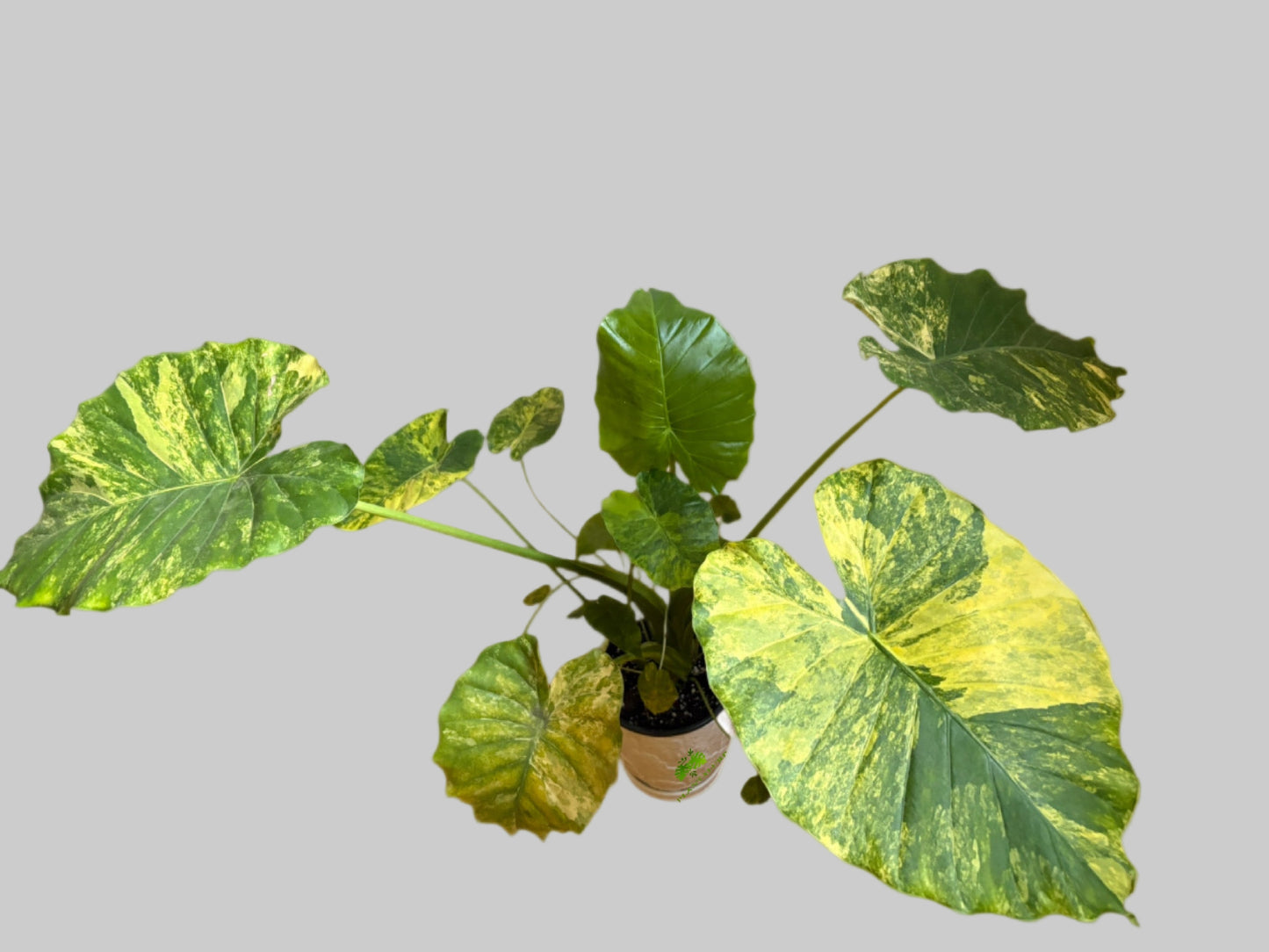 Alocasia Gageana Aurea Variegated