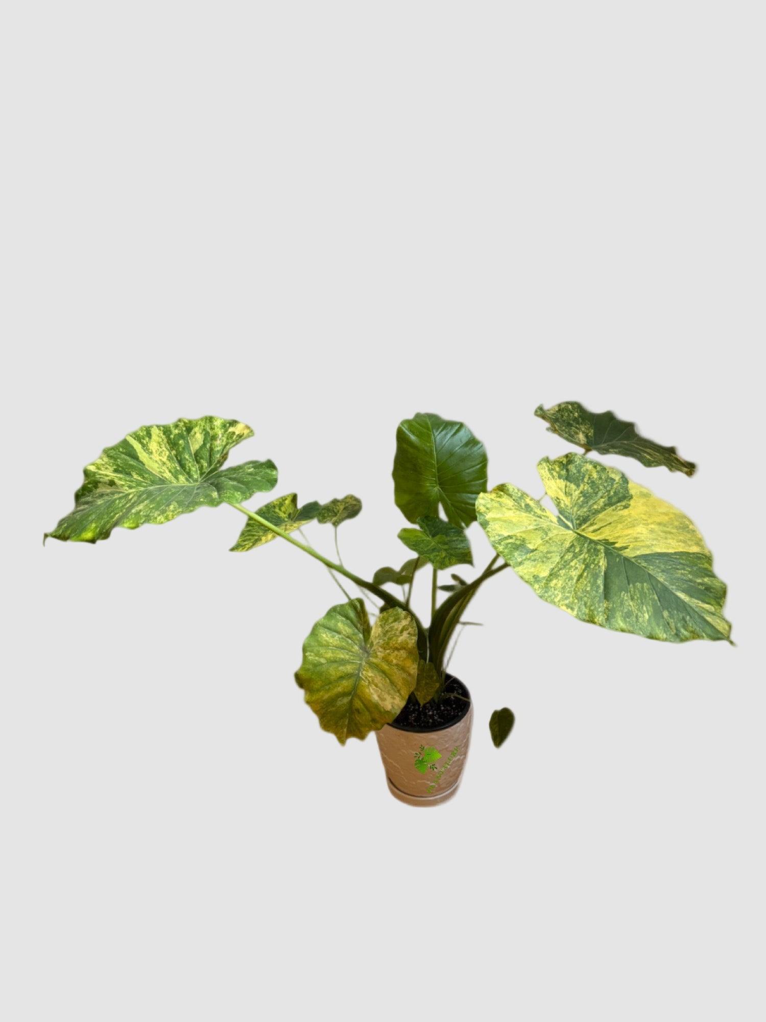 Alocasia Gageana Aurea Variegata