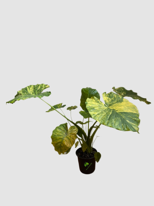 Alocasia Gageana Aurea Variegata