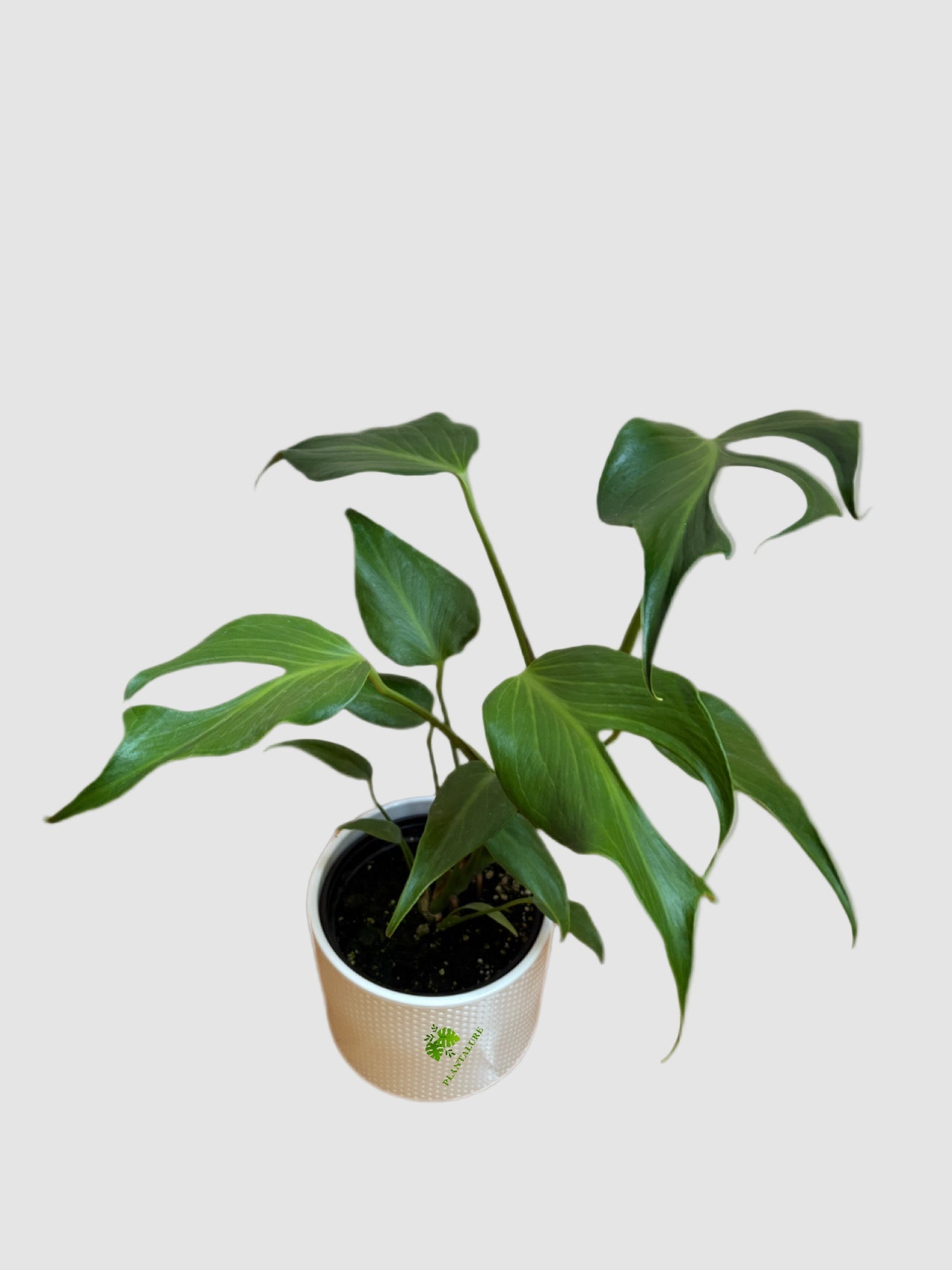 philodendron insulare Monstera Burle Marx Flame Canada | Rare Monstera