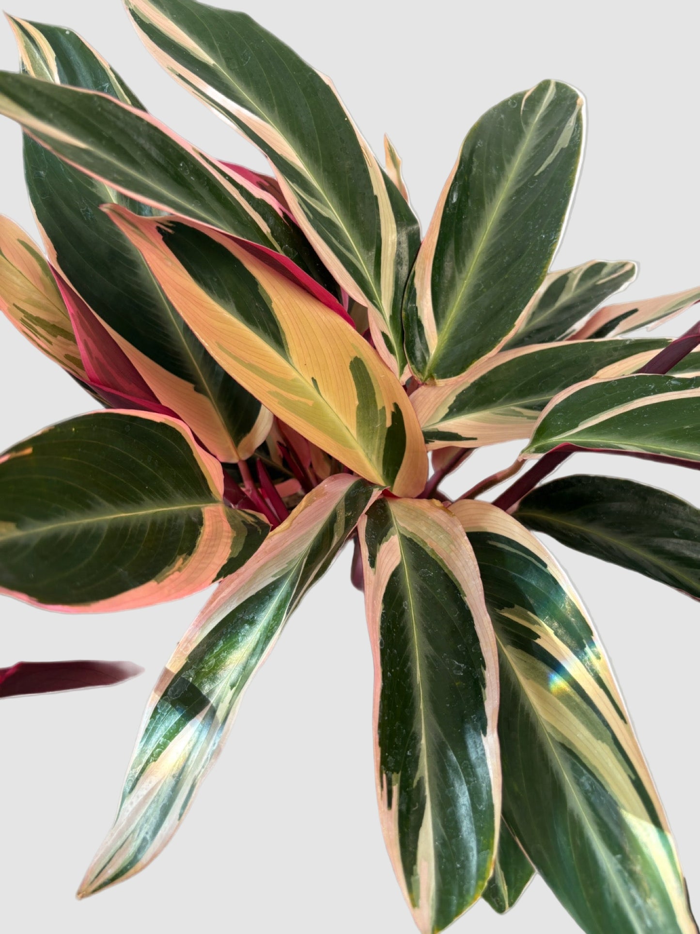 Stromanthe Triostar