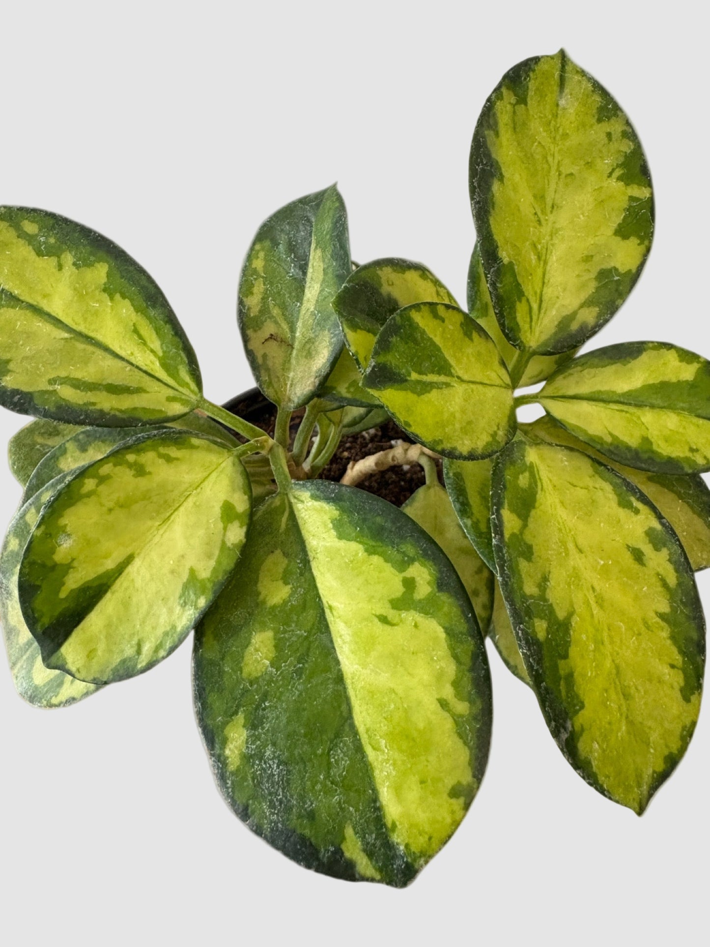 Hoya Australis "Lisa"
