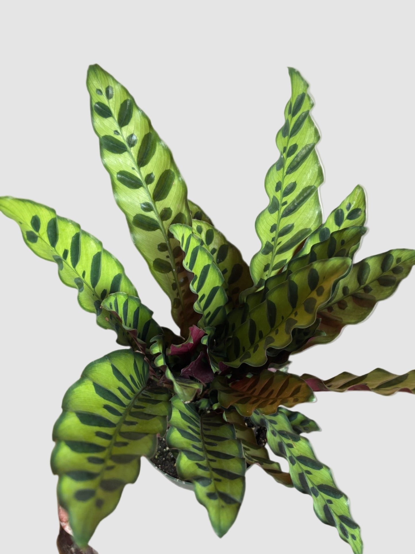 Calathea Lancifolia