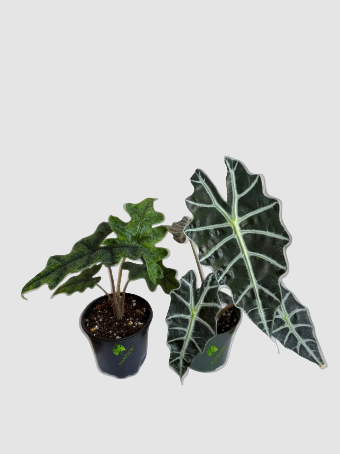 Starter Pack: Alocasia Jacklyn & Alocasia Polly Bundle