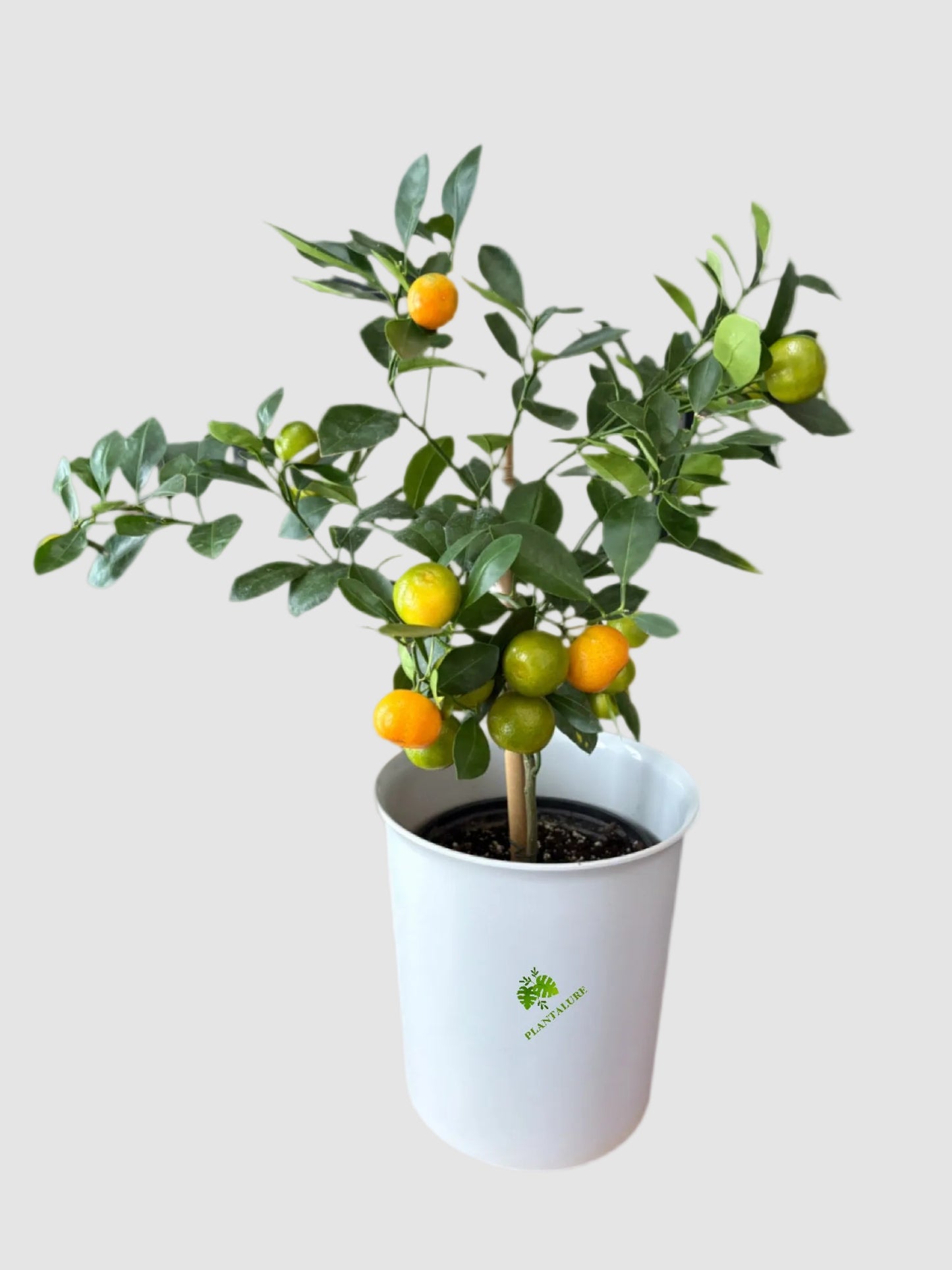 Citrus Calamondin Mini Tree - Indoor Fruit Tree for Home & Patio