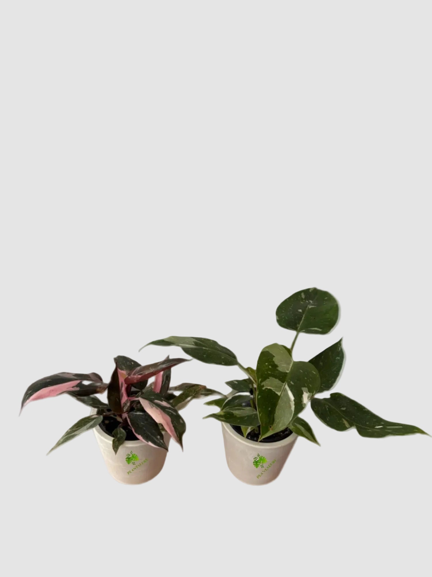 Philodendron PPP & White Wizard Starter Pack Canada