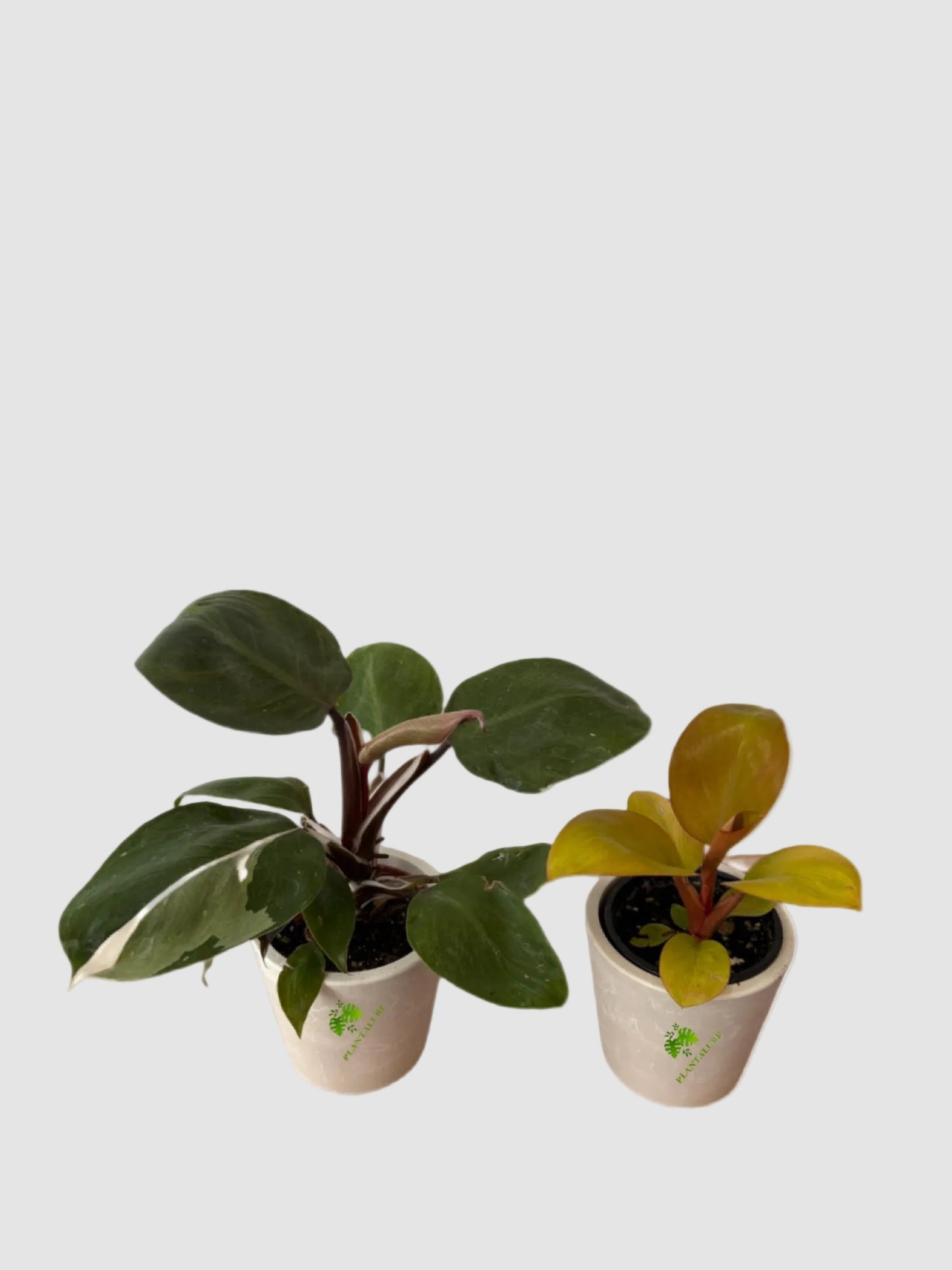 Starter Pack: Philodendron Mars & White Knight
