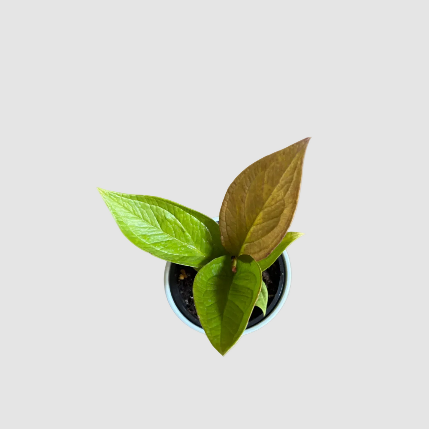 Anthurium Jenmanii Gold