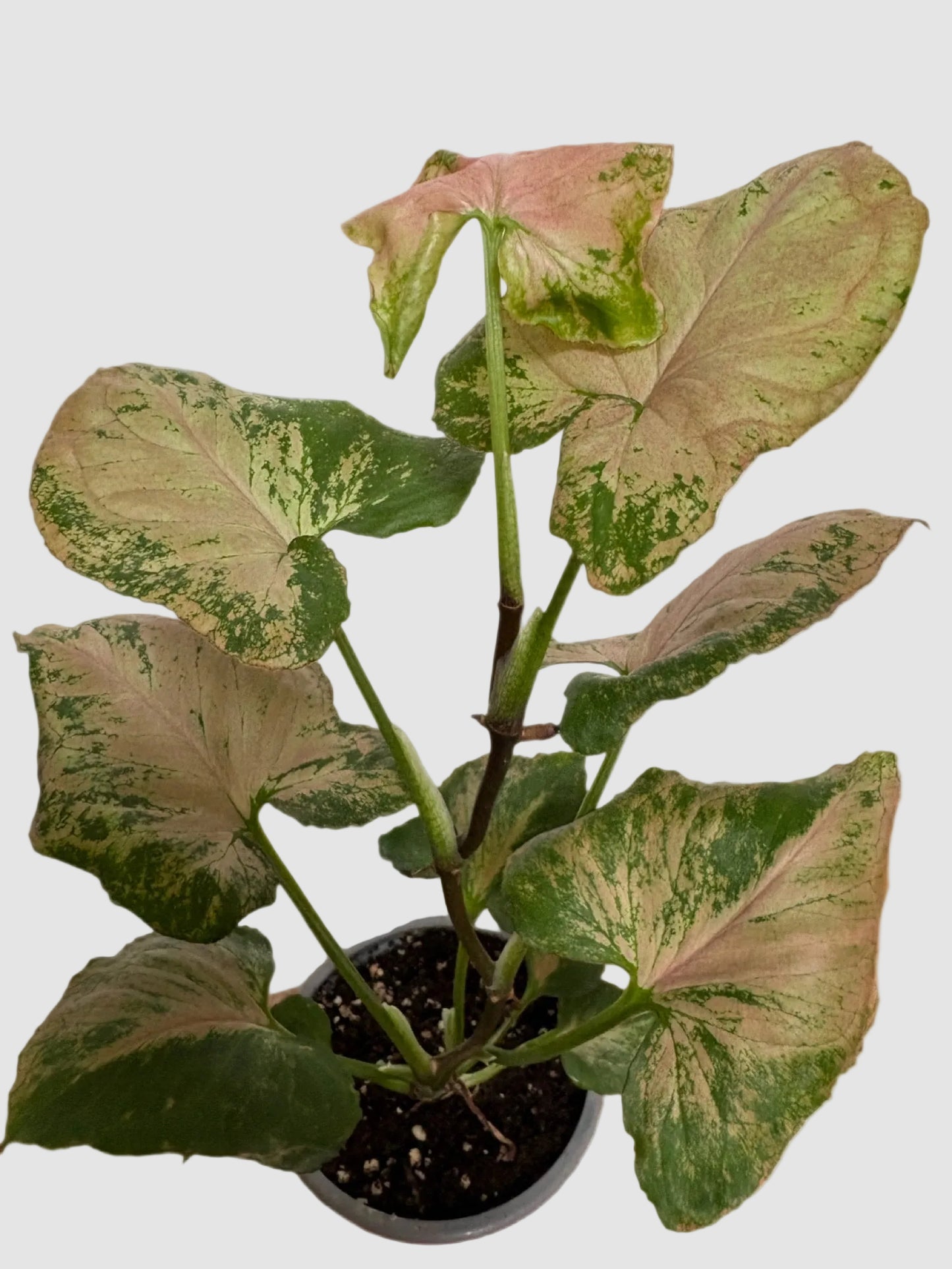 Syngonium Strawberry Plant close-up showing soft pink and green leaf variegation - Plantalure Canada