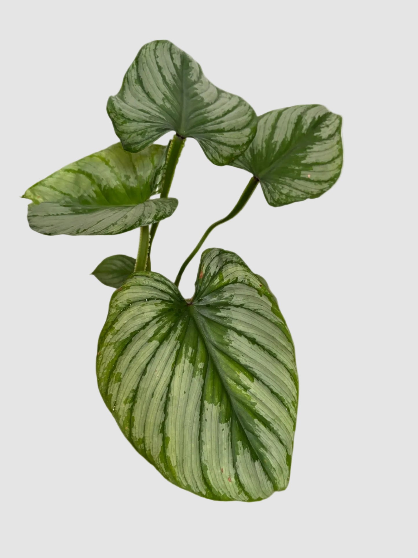 Philodendron Pastazanum Silver