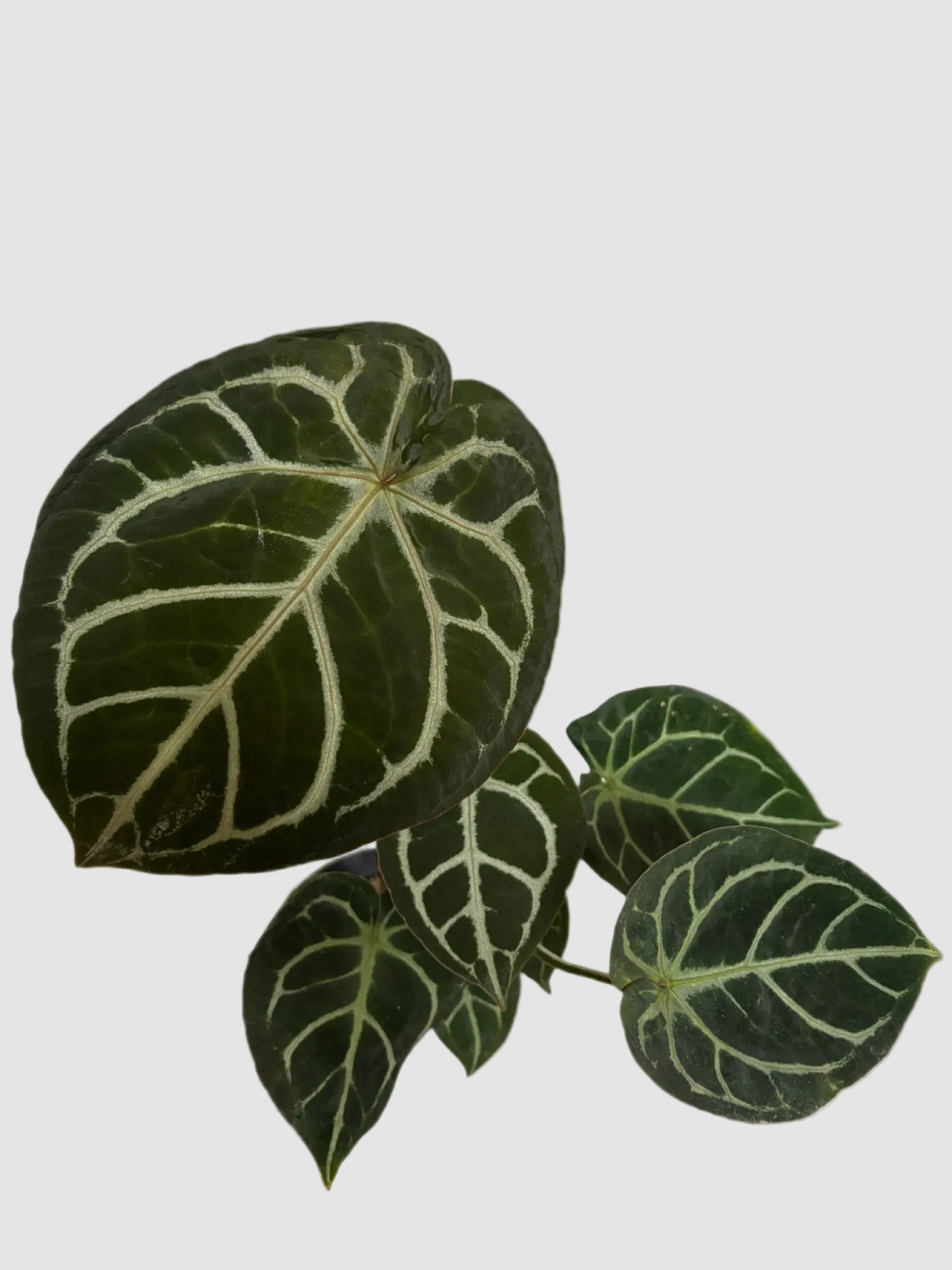 Anthurium Dorayaki