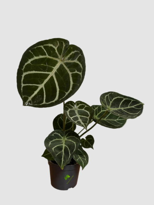 Anthurium Dorayaki – Rare Velvet Collector Plant
