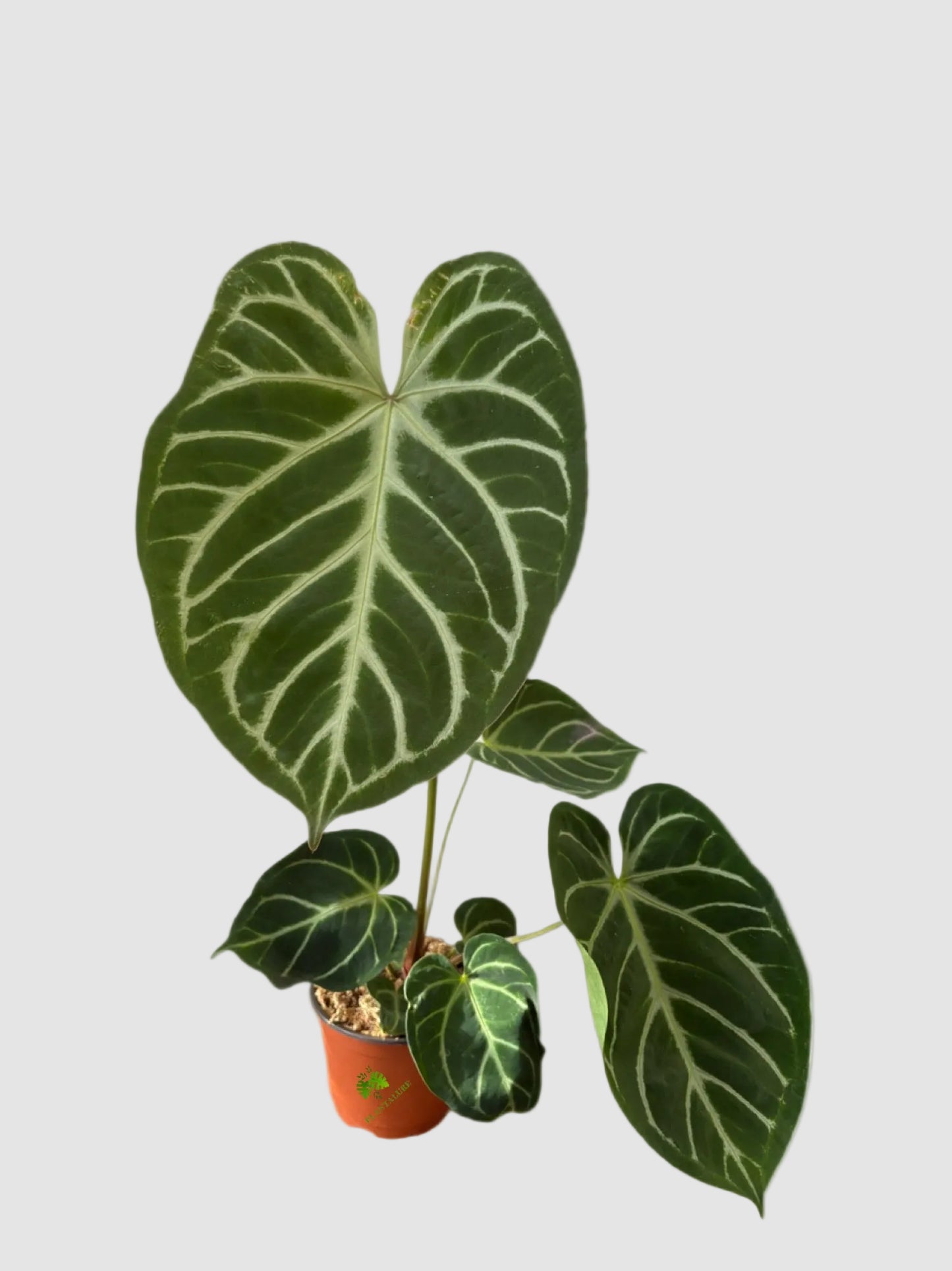 Anthurium Dorayaki Magnificum – Rare Collector Hybrid