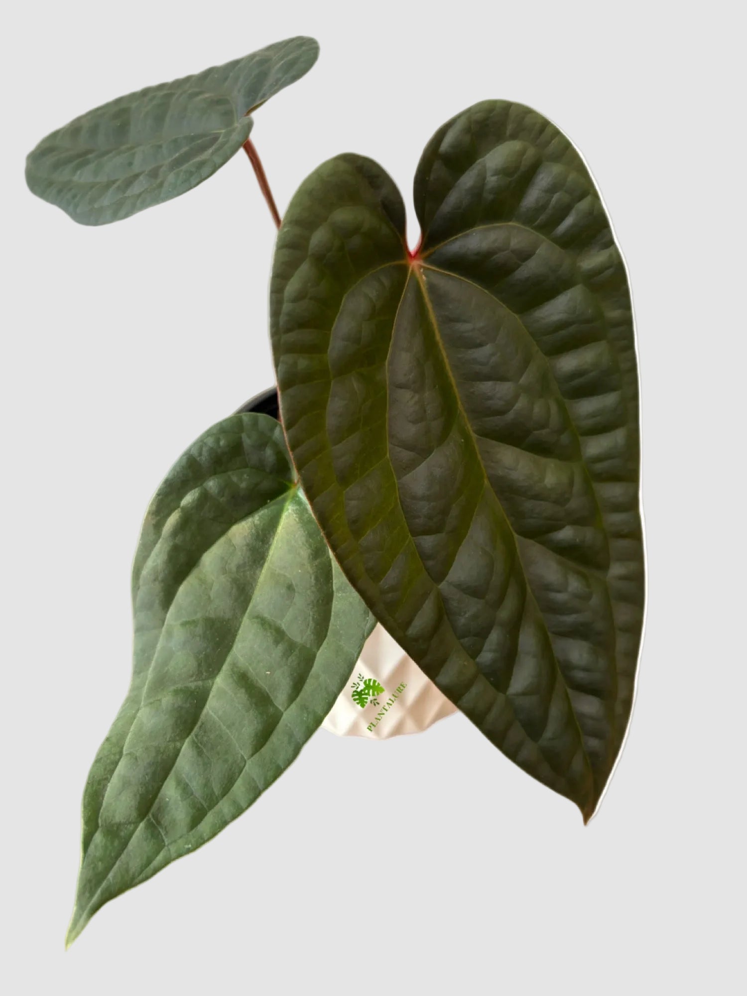 anthurium choco Anthurium Black Widow Michelle x Chocolate Crystallinum—Seedlings main image 1
