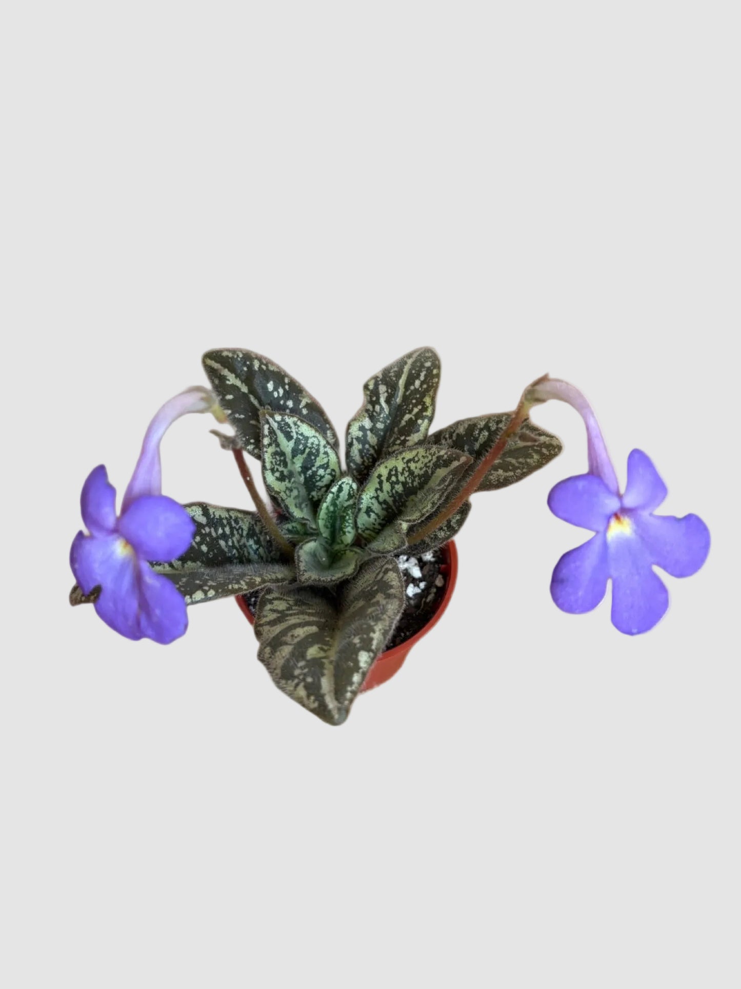 Michaelmoelleria Vietnamensis