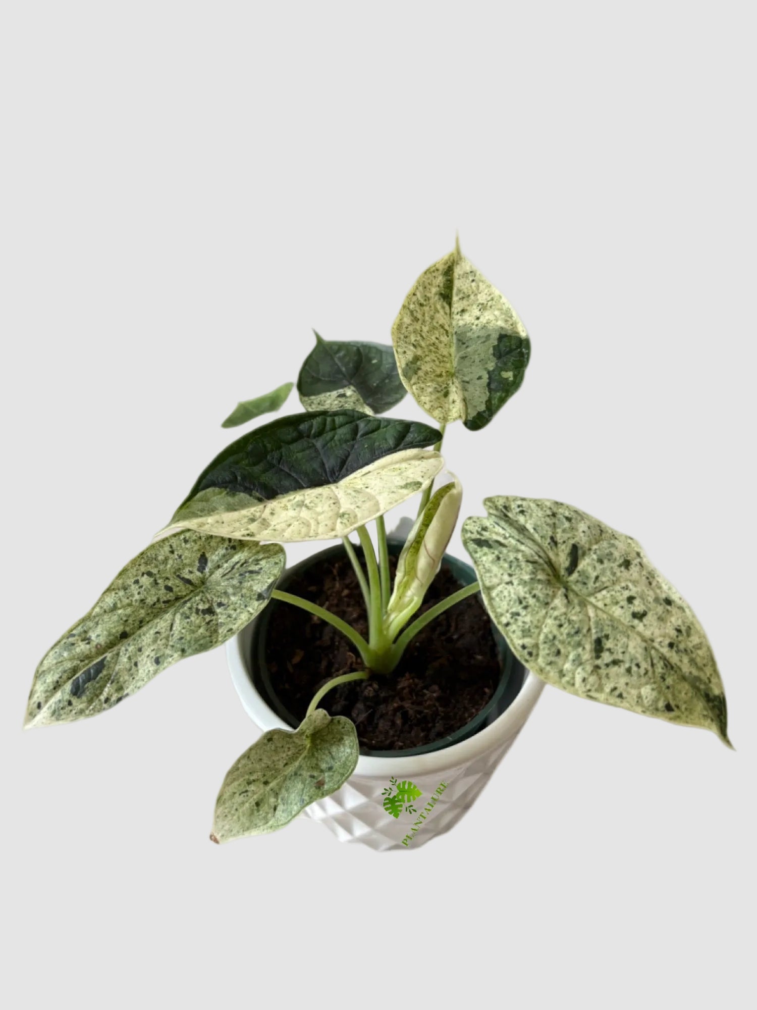 Alocasia Dragon Scale Mint Variegata | Rare Alocasia Canada