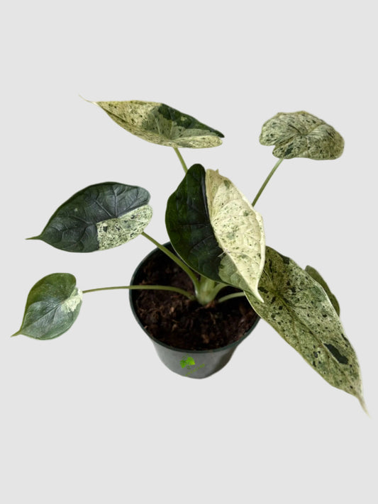 Alocasia Dragon Scale Mint Variegata