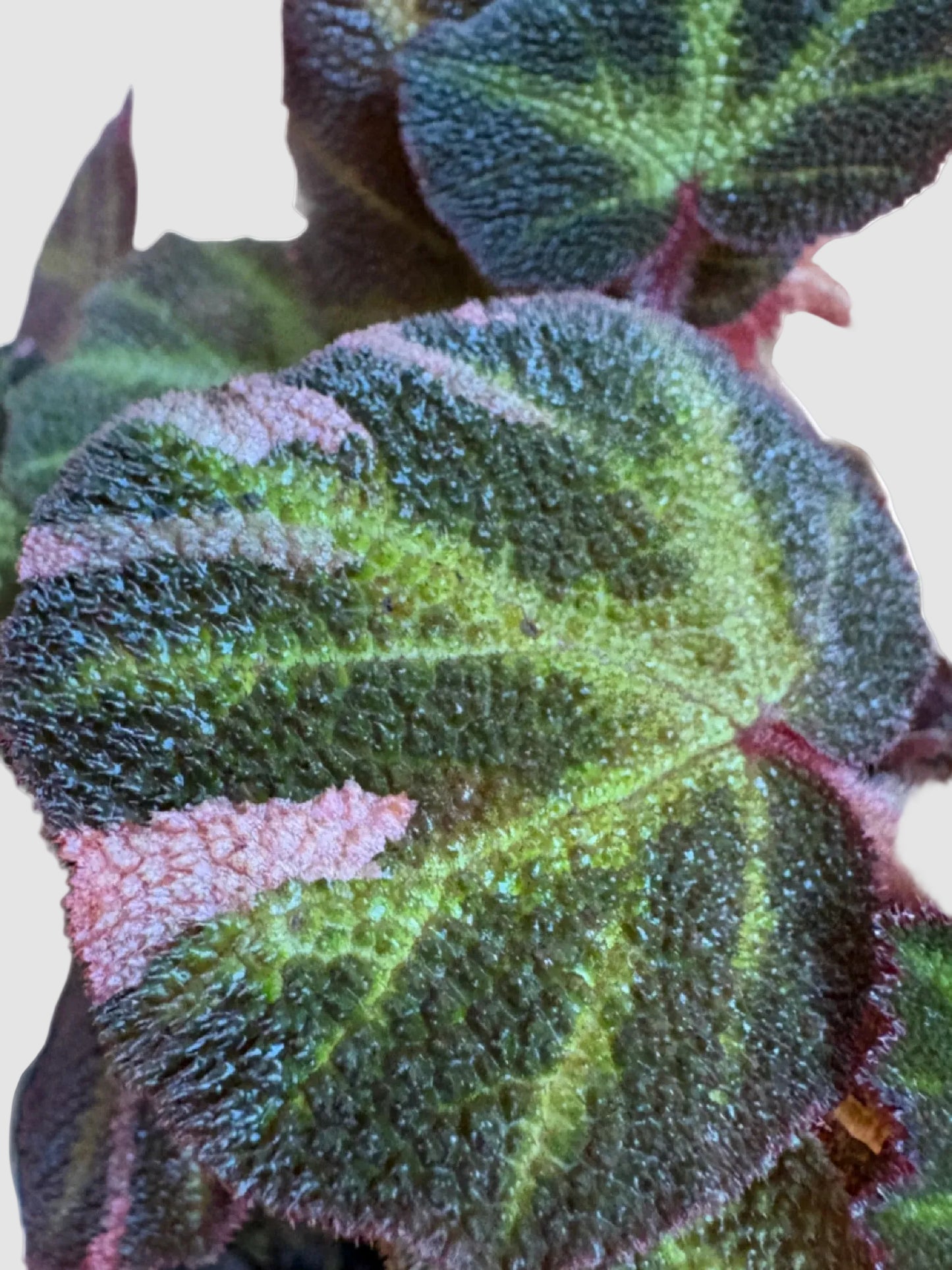 Begonia Soli-Mutata Variegata
