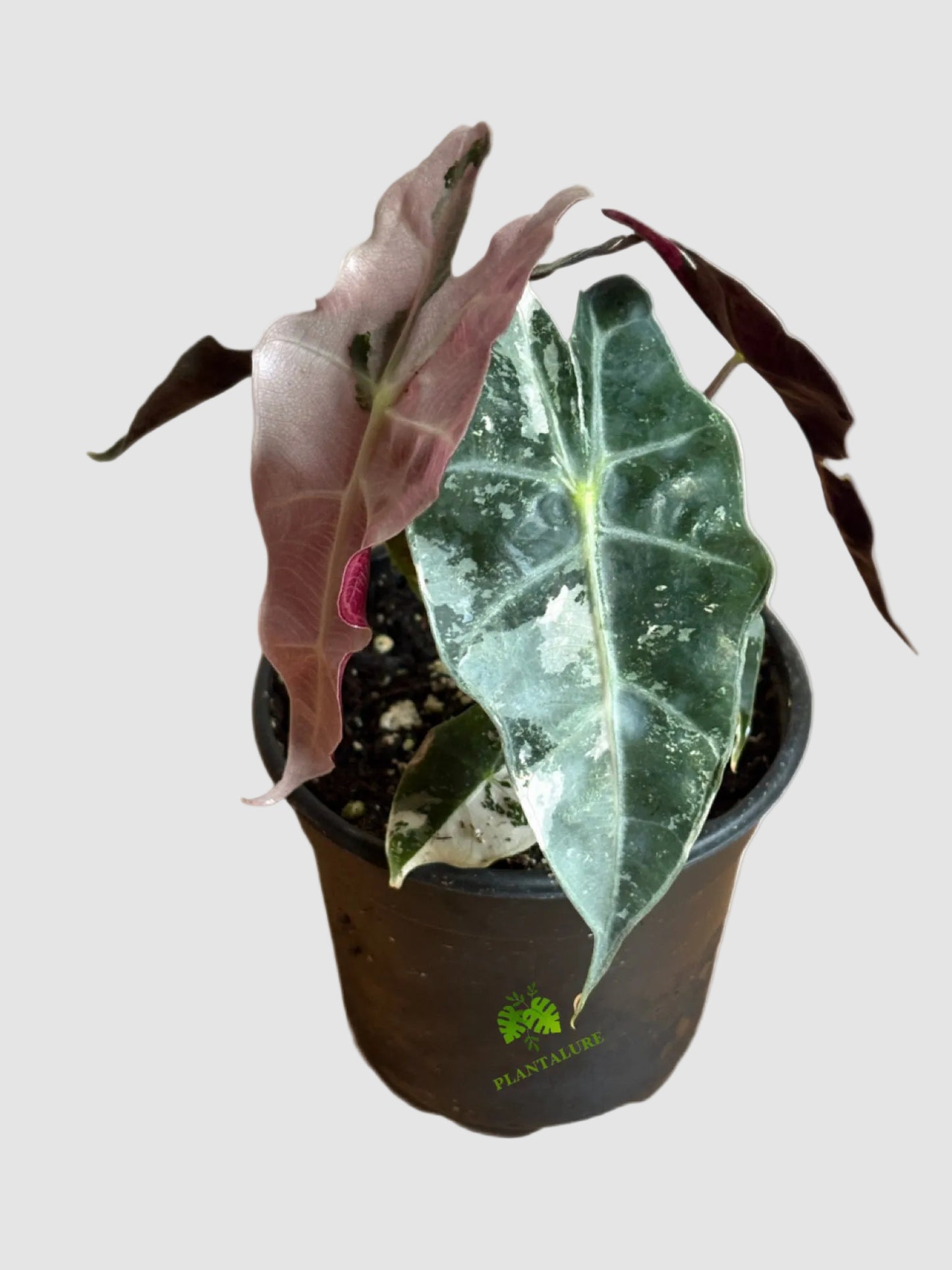 Alocasia Amazonica Polly Pink Variegated – Rare Collector Plant