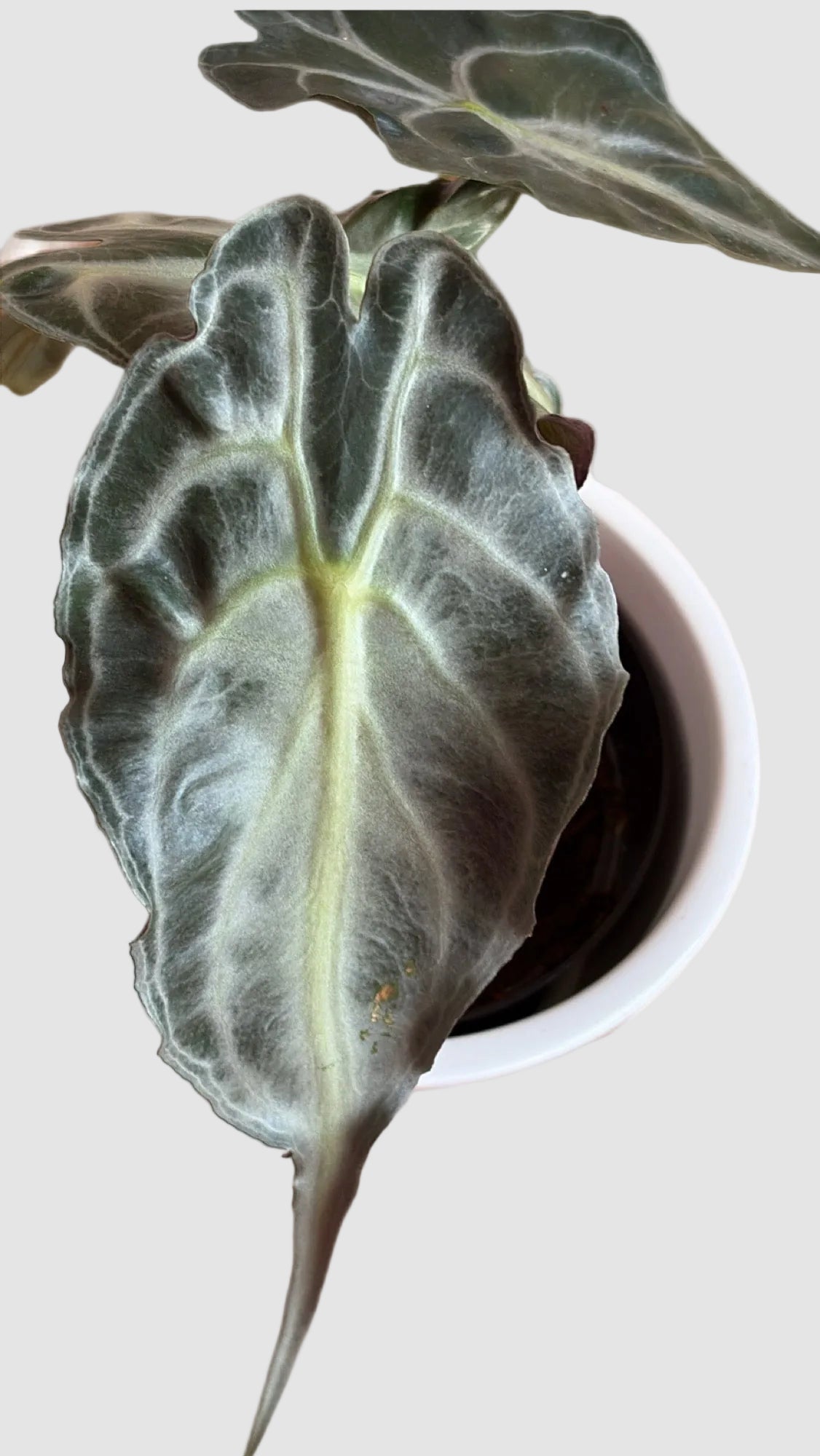 Alocasia Venom