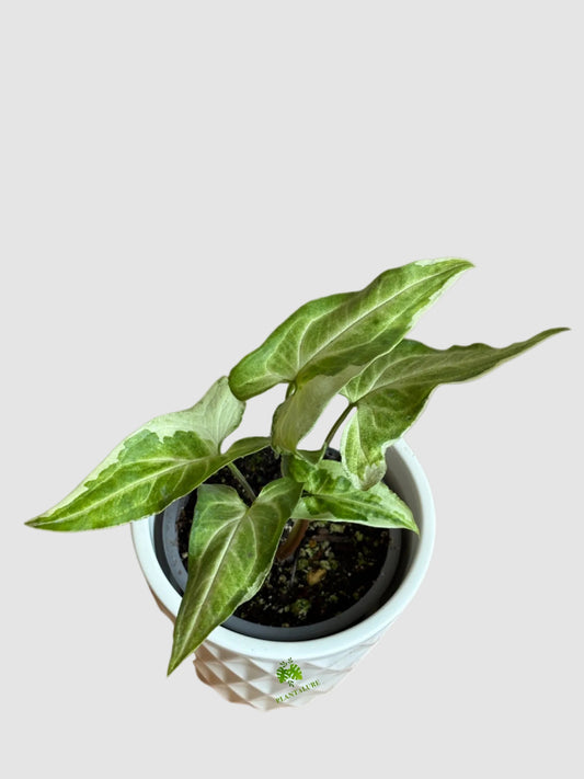 Syngonium Three Kings – Rare Variegated Arrow Plant