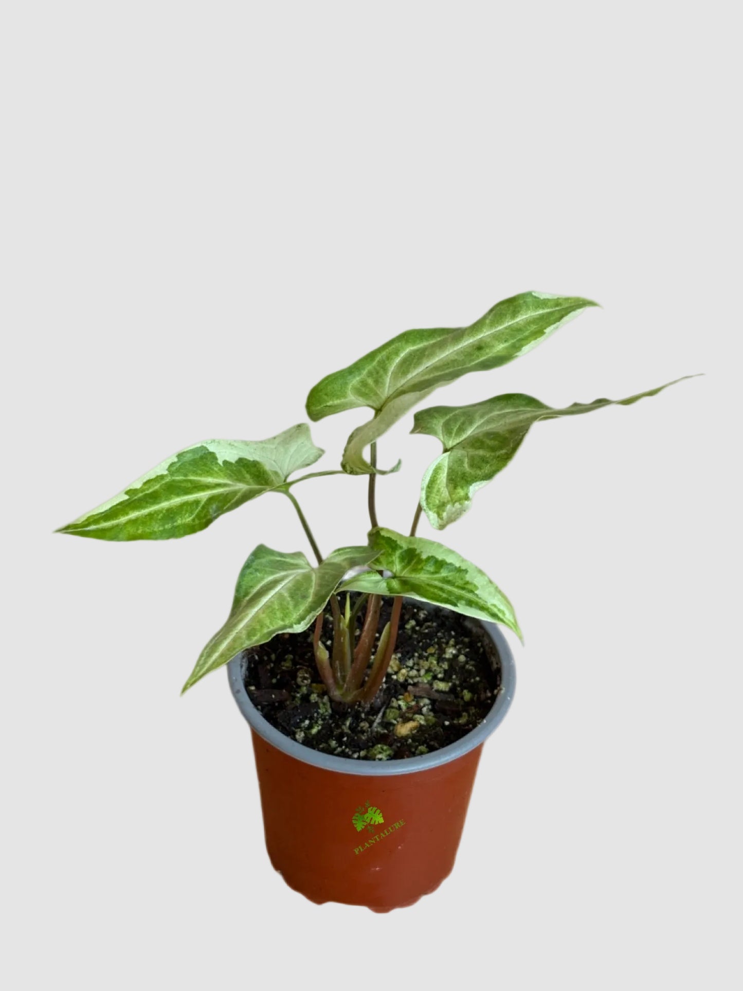 Syngonium Three Kings