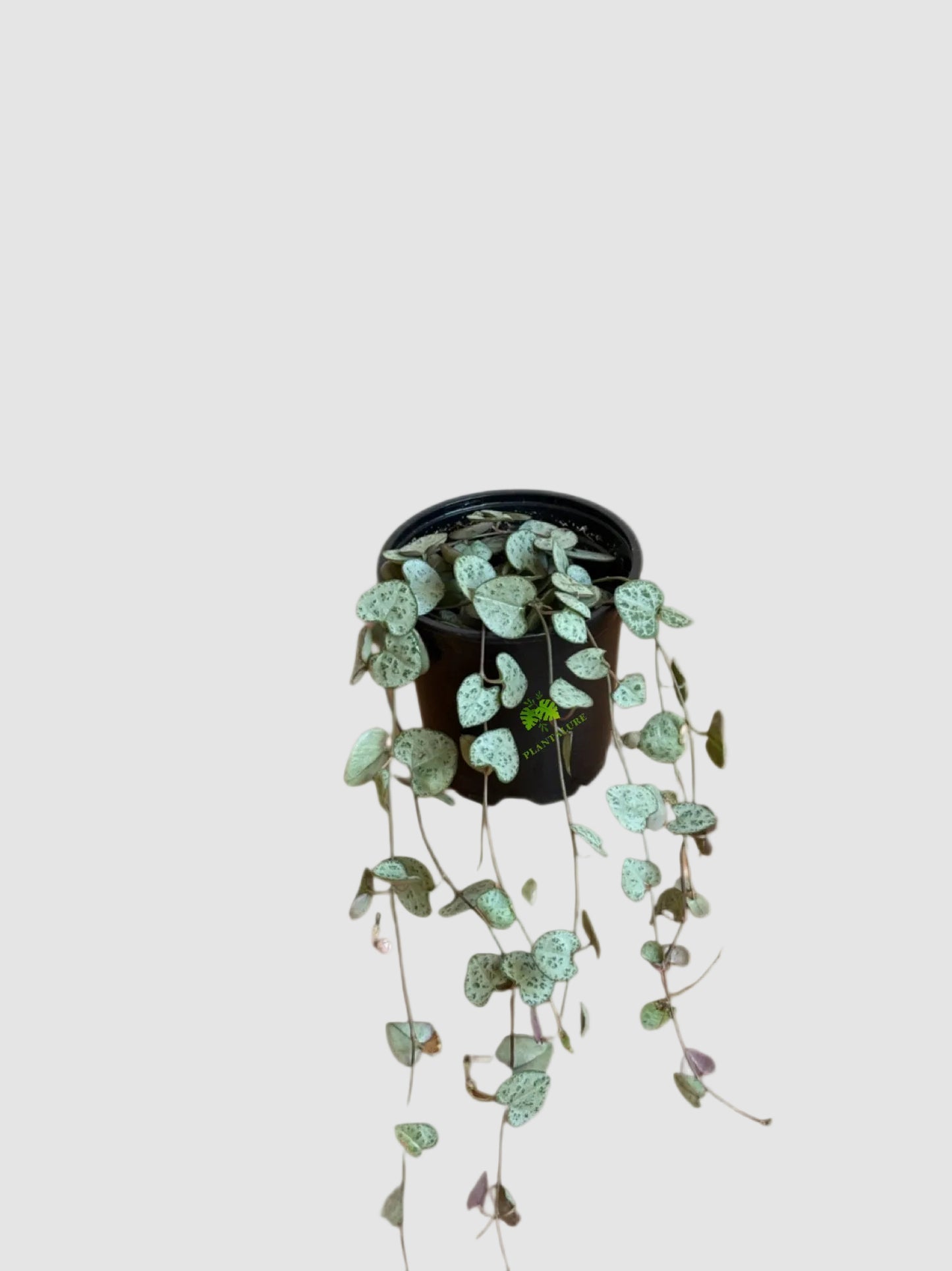 String of Hearts - (Ceropegia Woodii)