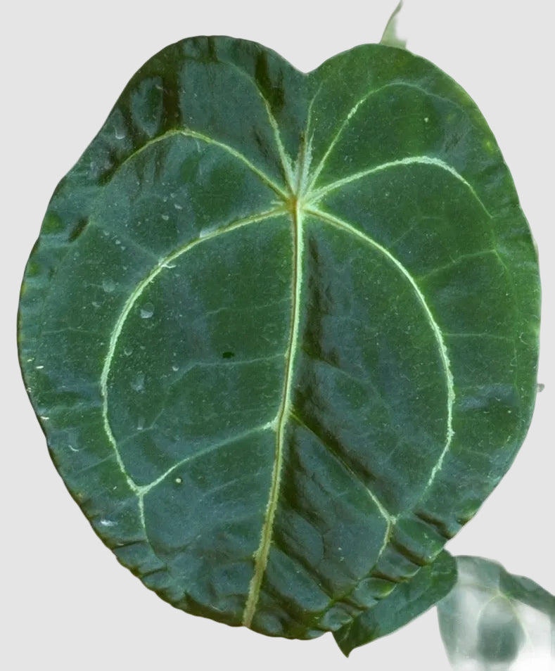 Anthurium Forgetii