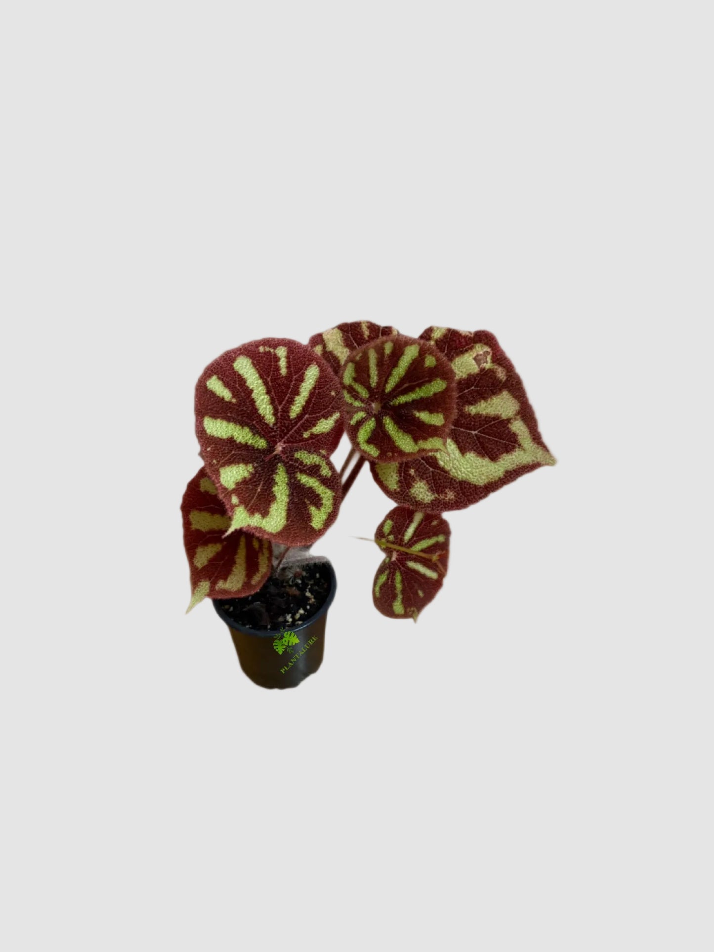 Begonia Boulder