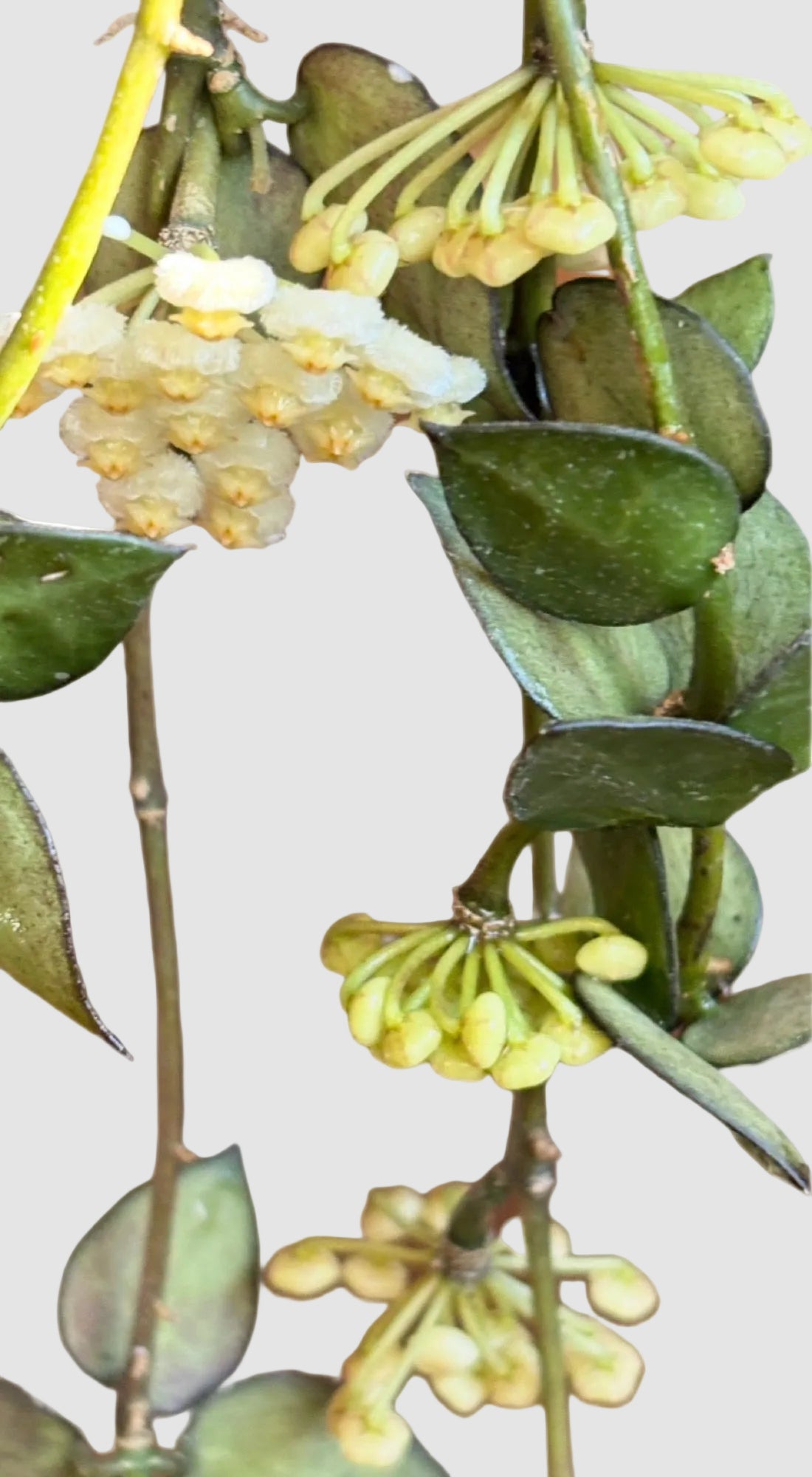 Hoya Mathilde