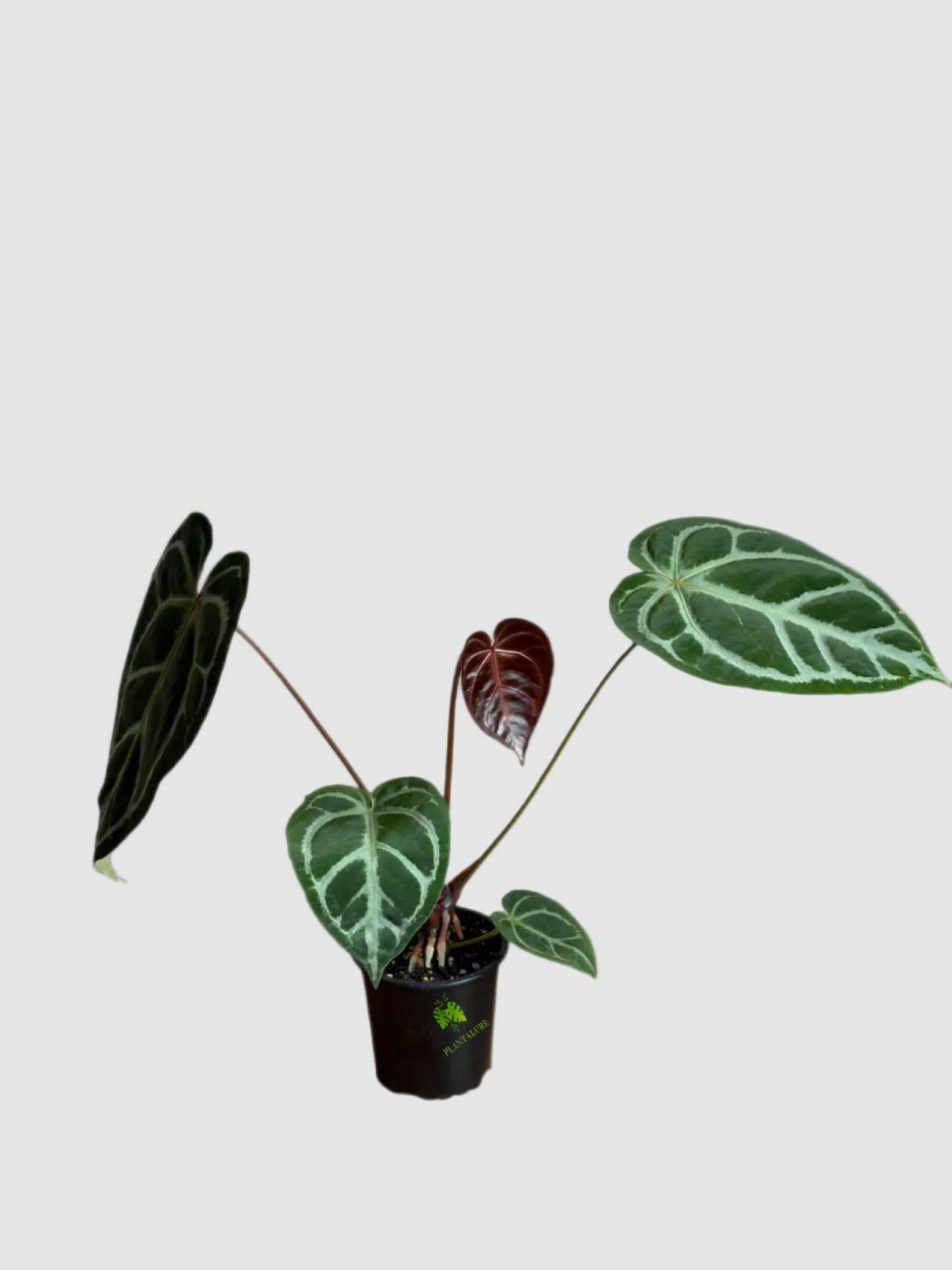 Anthurium Dorayaki – Rare Velvet Collector Plant
