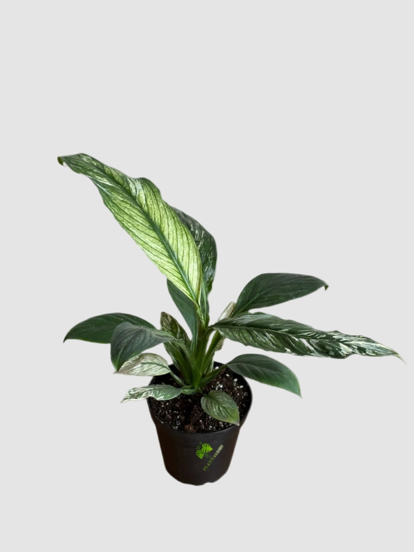Peace Lily Mojo Variegata