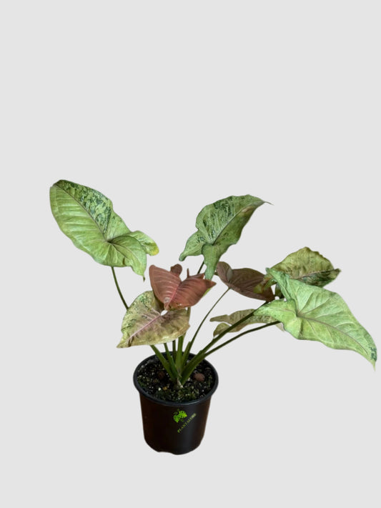 Syngonium Pink Flecked – Rare Variegated Arrow Plant