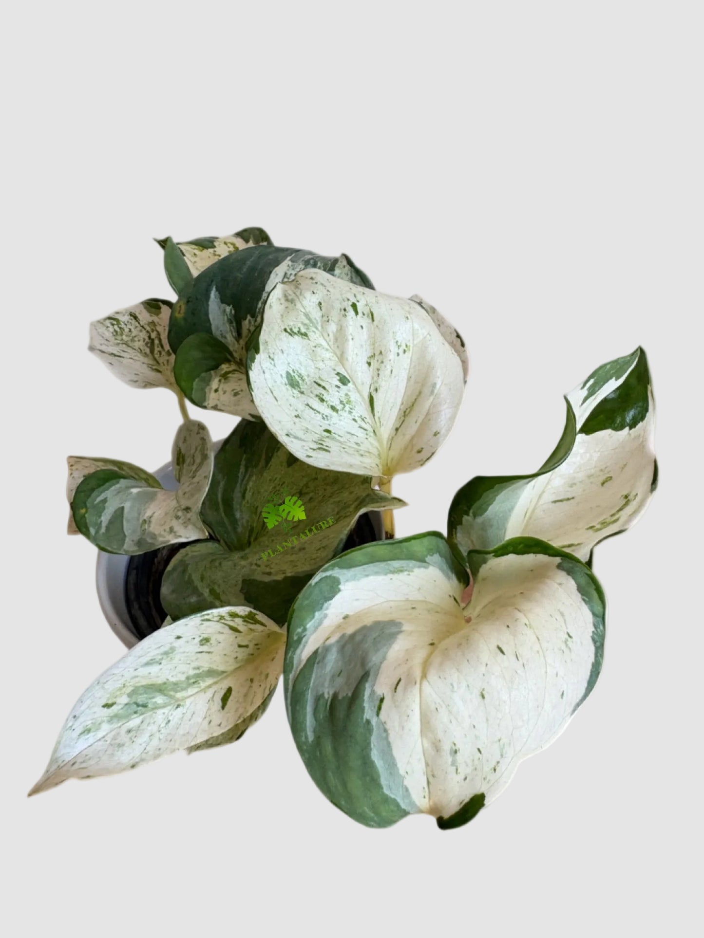 Manjula Pothos (Epipremnum aureum ‘Manjula’)