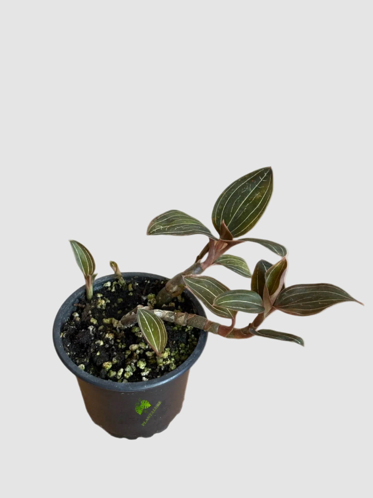 Jewel Orchid (Anoectochilus Roxburghii)