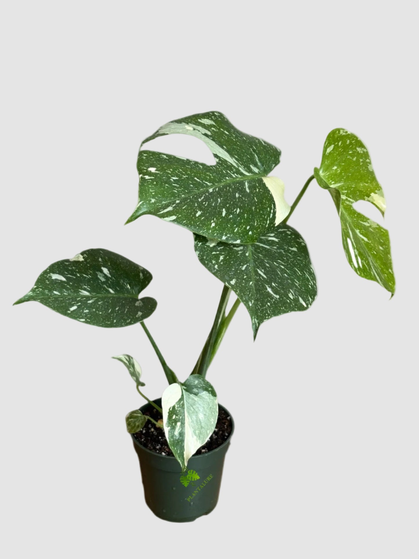 Monstera Thai Constellation