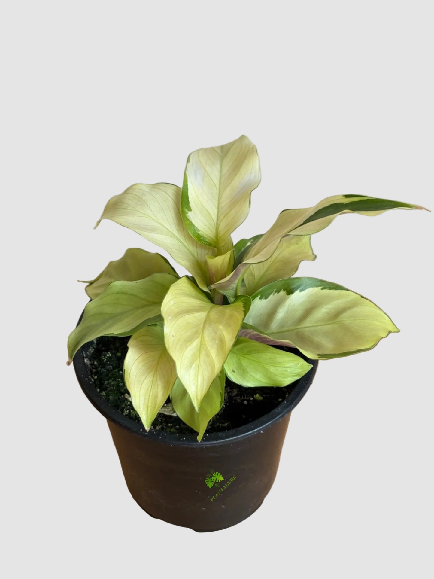 Calathea Yellow Fusion