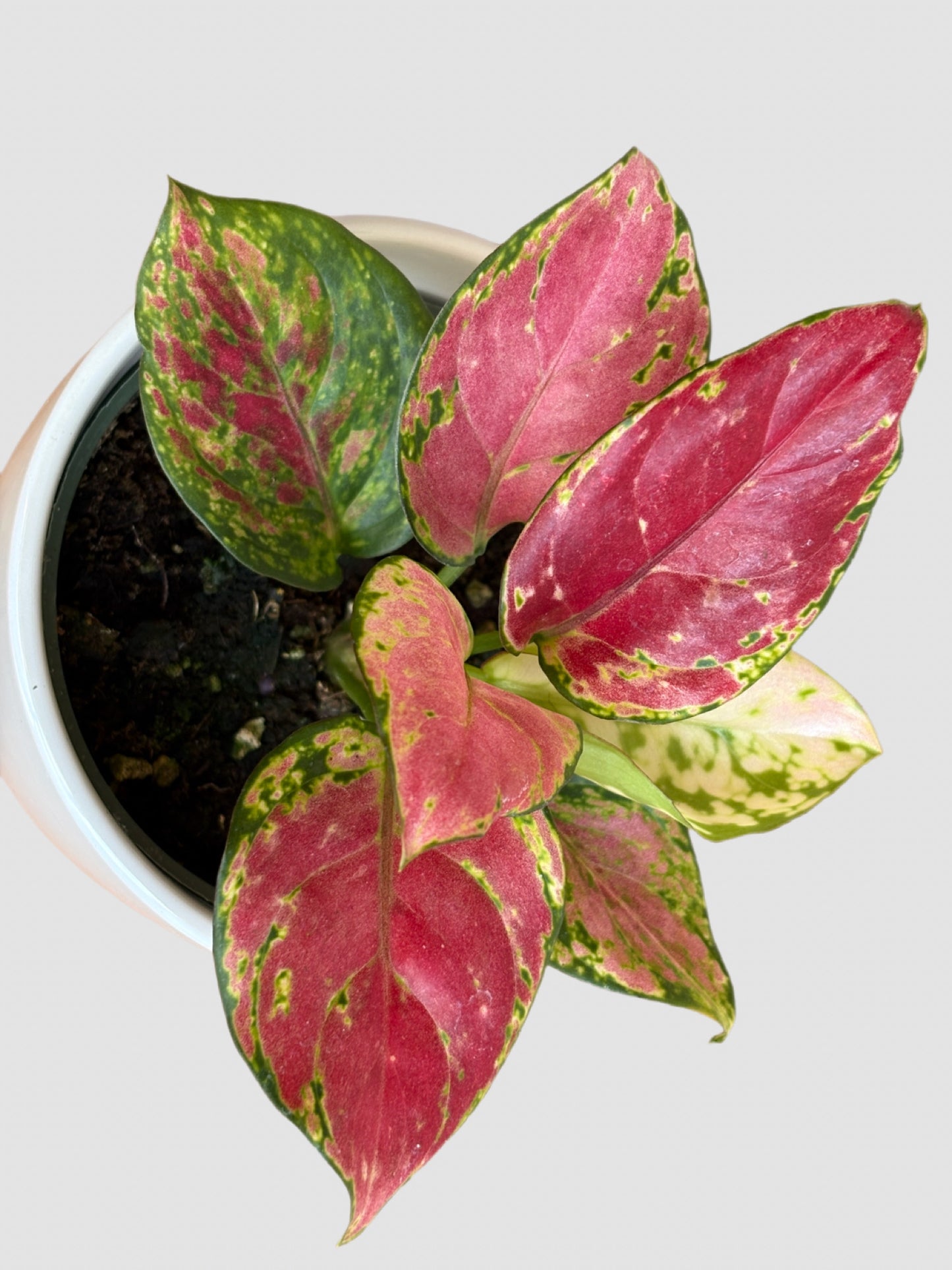 Aglaonema Red Valentine – Pink Air-Purifying Easy Care Indoor Plant