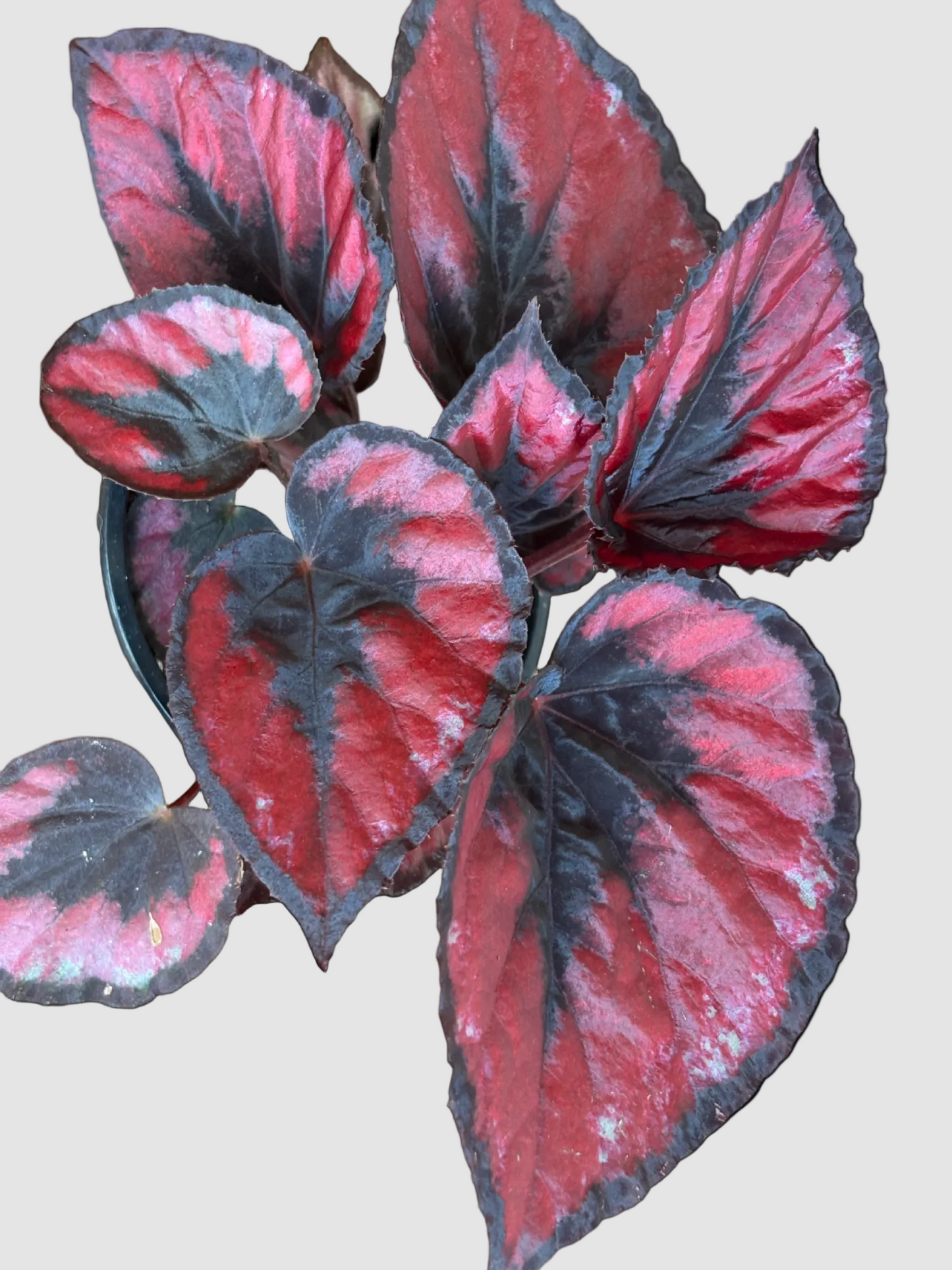 Begonia Red Kiss - Rare Spiral Rex Begonia Plant