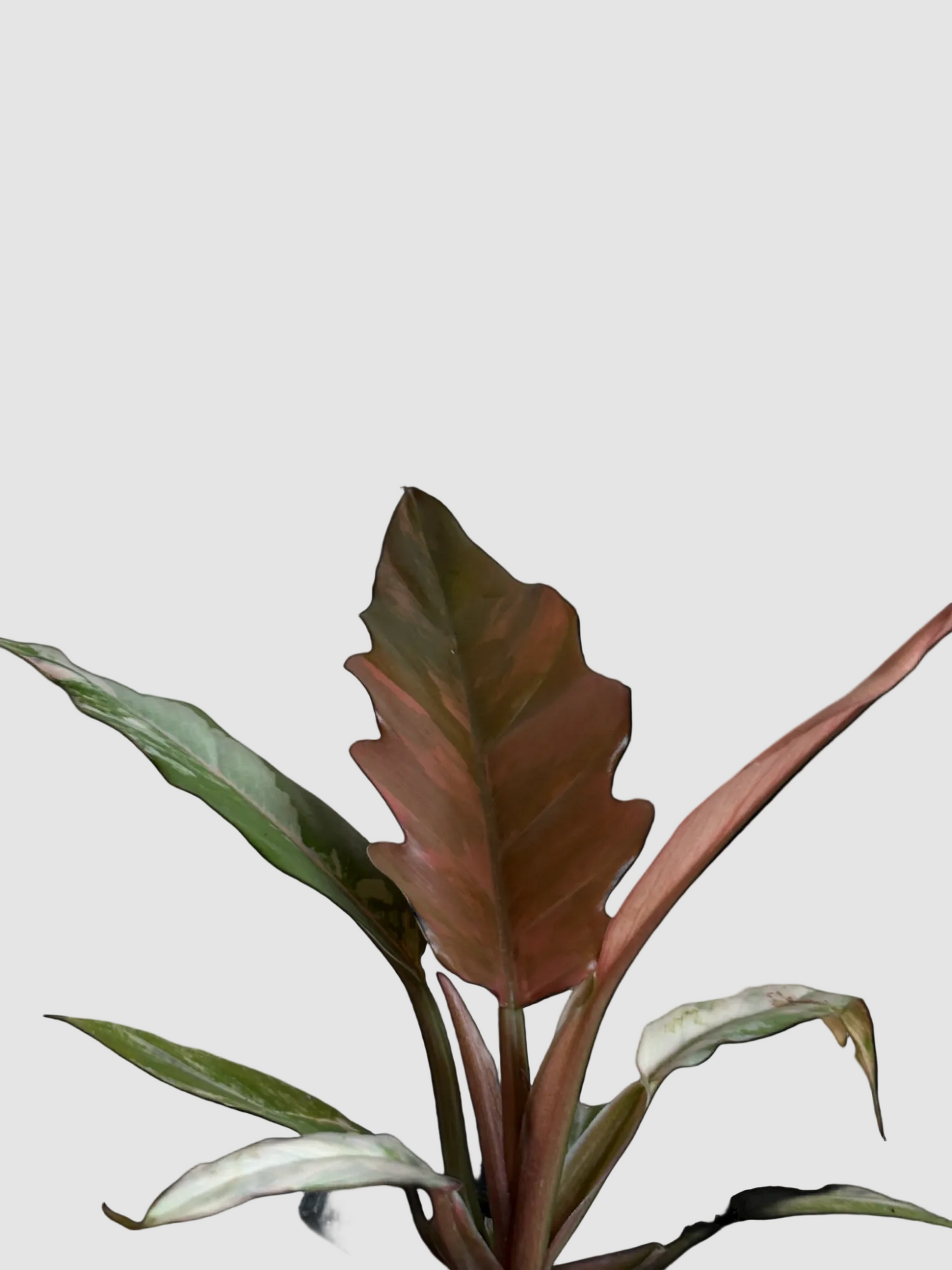 Philodendron Caramel Marble - Rare Variegated Tropical Aroid Plant