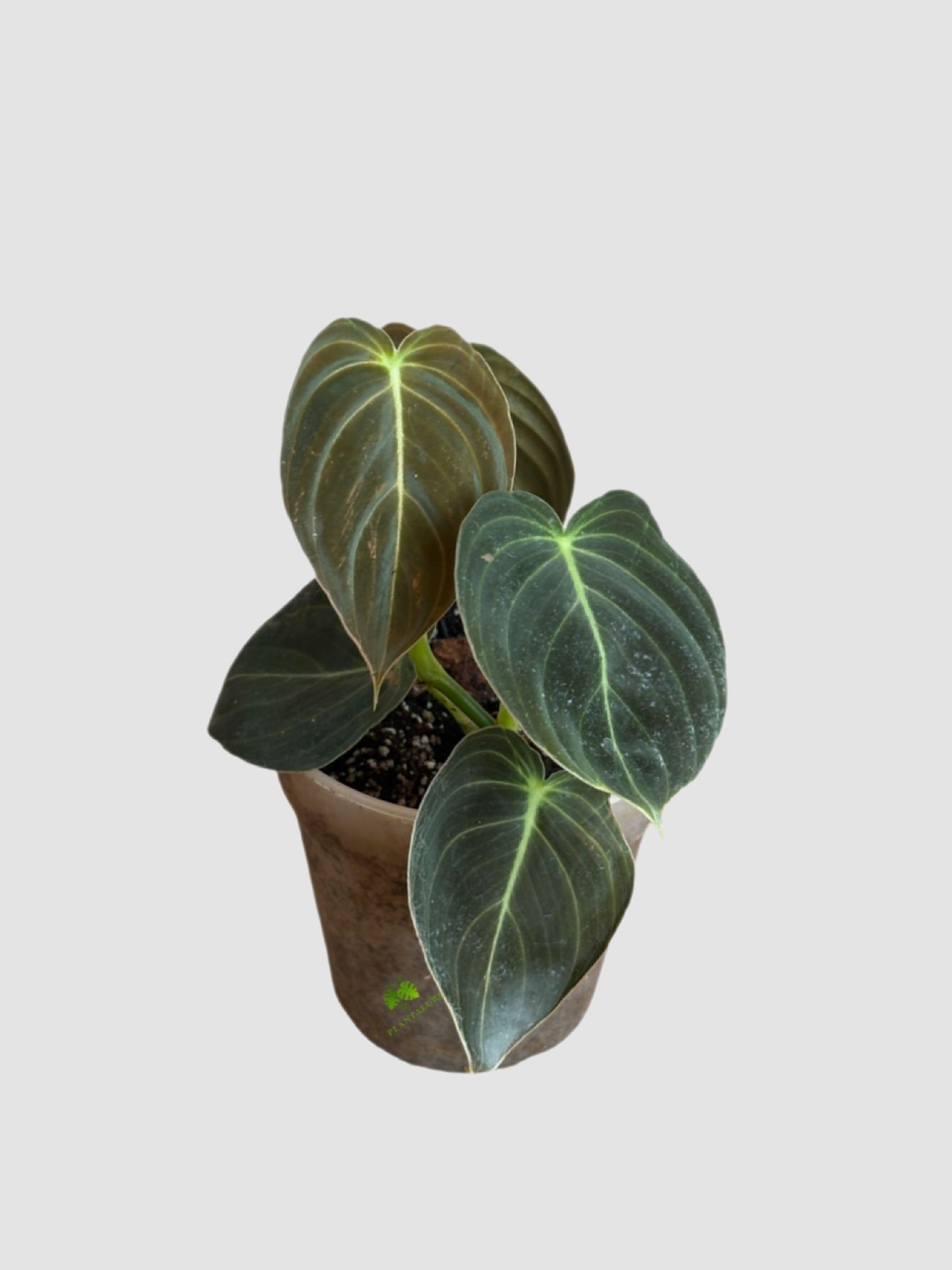Philodendron Melanochrysum (Black Gold Philodendron) – Rare Velvet Climbing Aroid